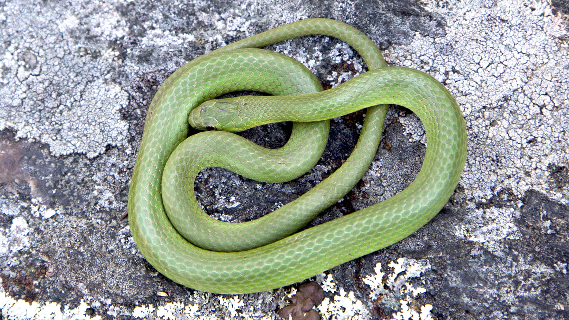 Smooth Green Snake