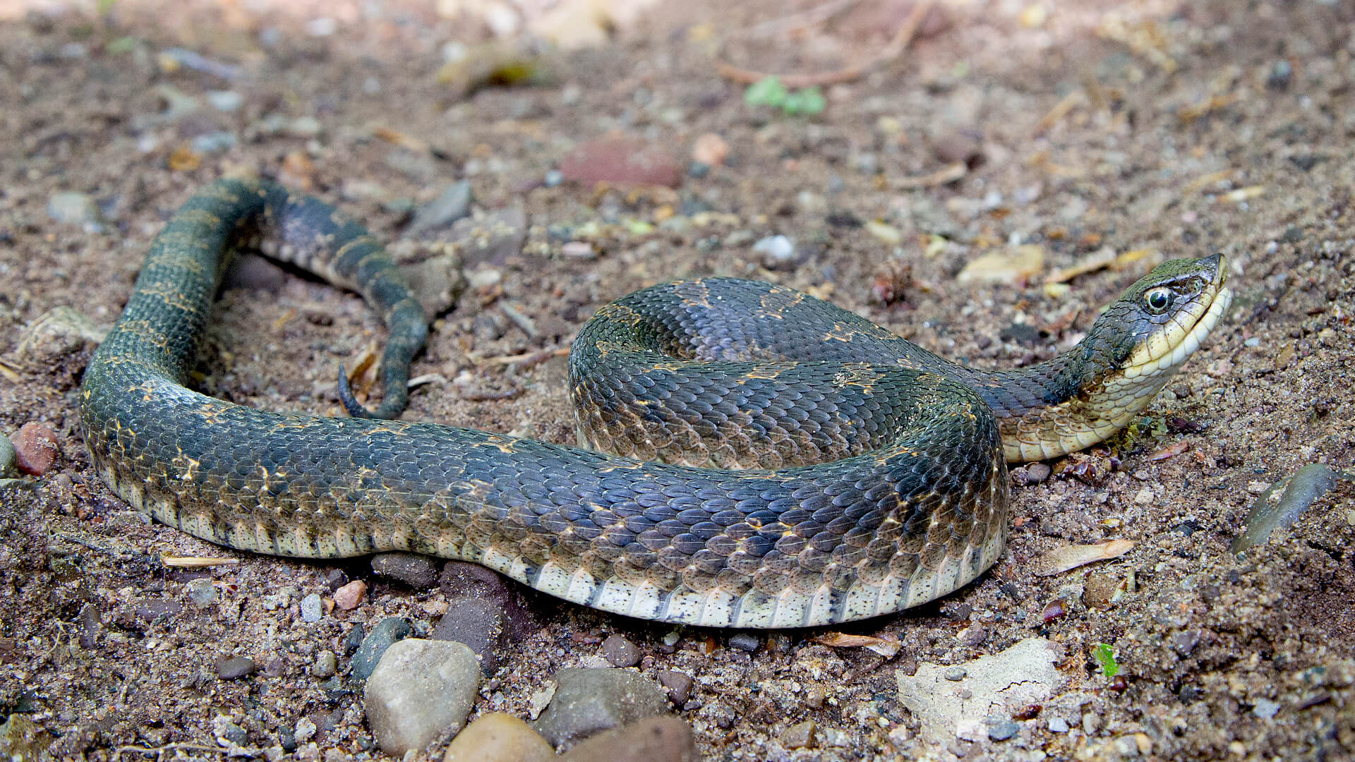 Eastern Hognose Snake