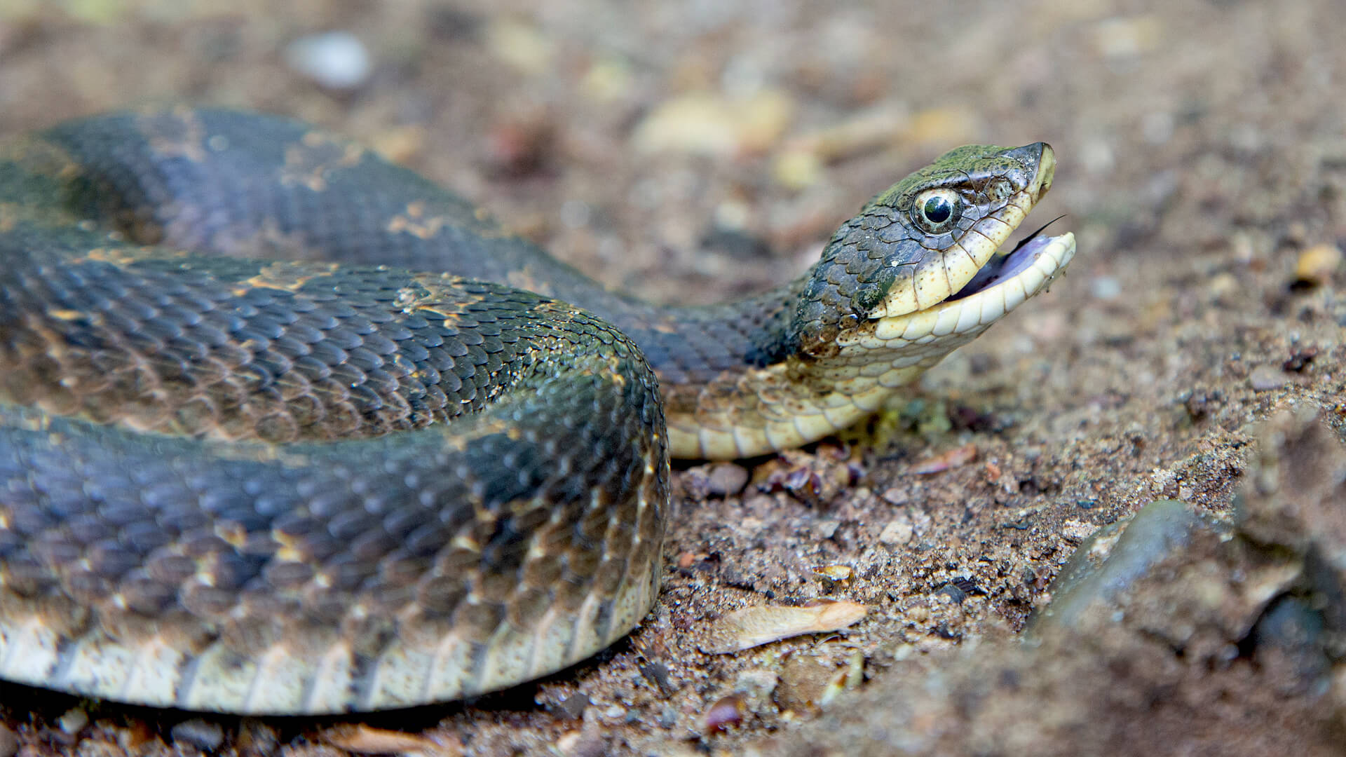 Eastern Hognose Snake