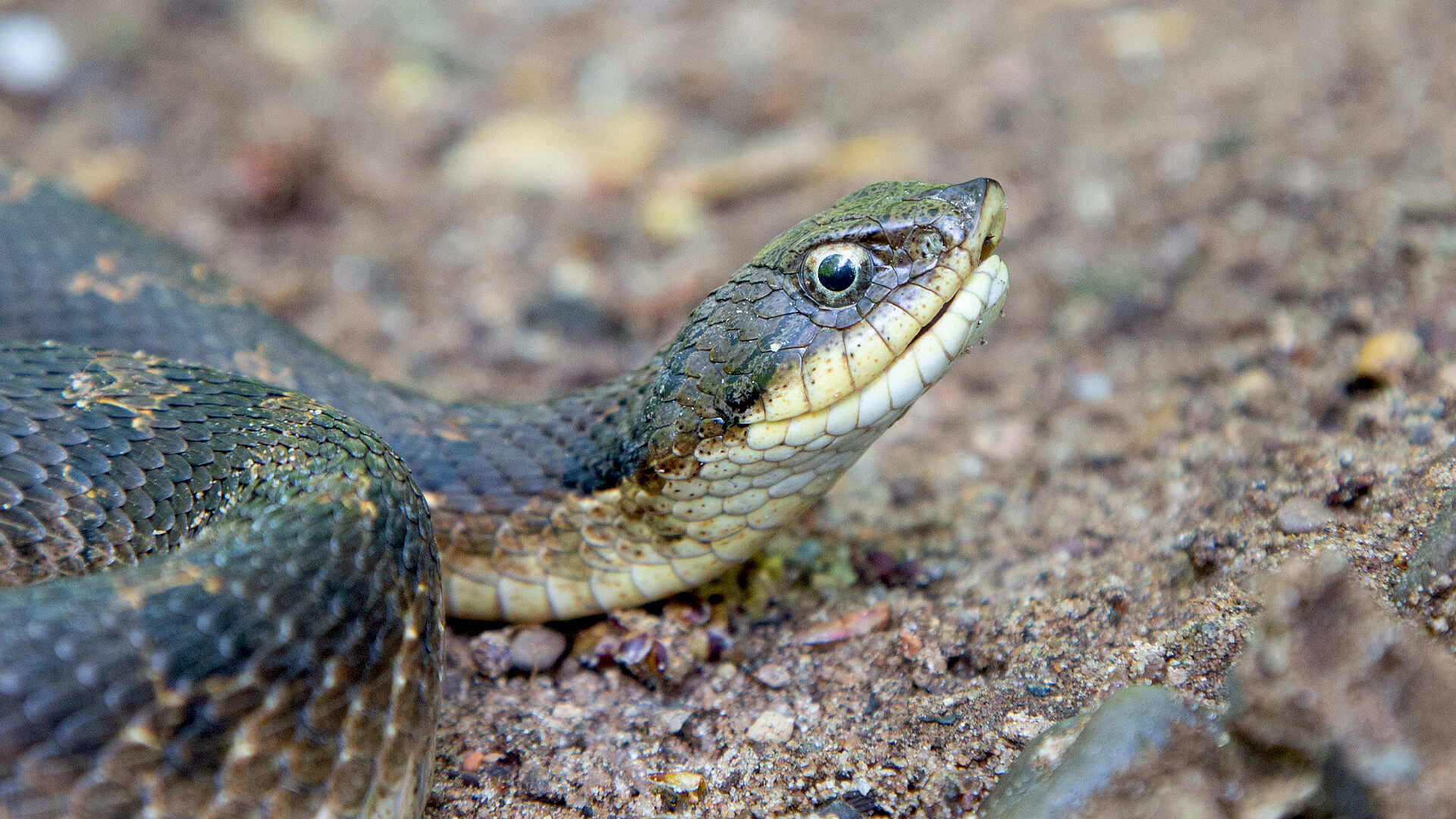 Eastern Hognose Snake