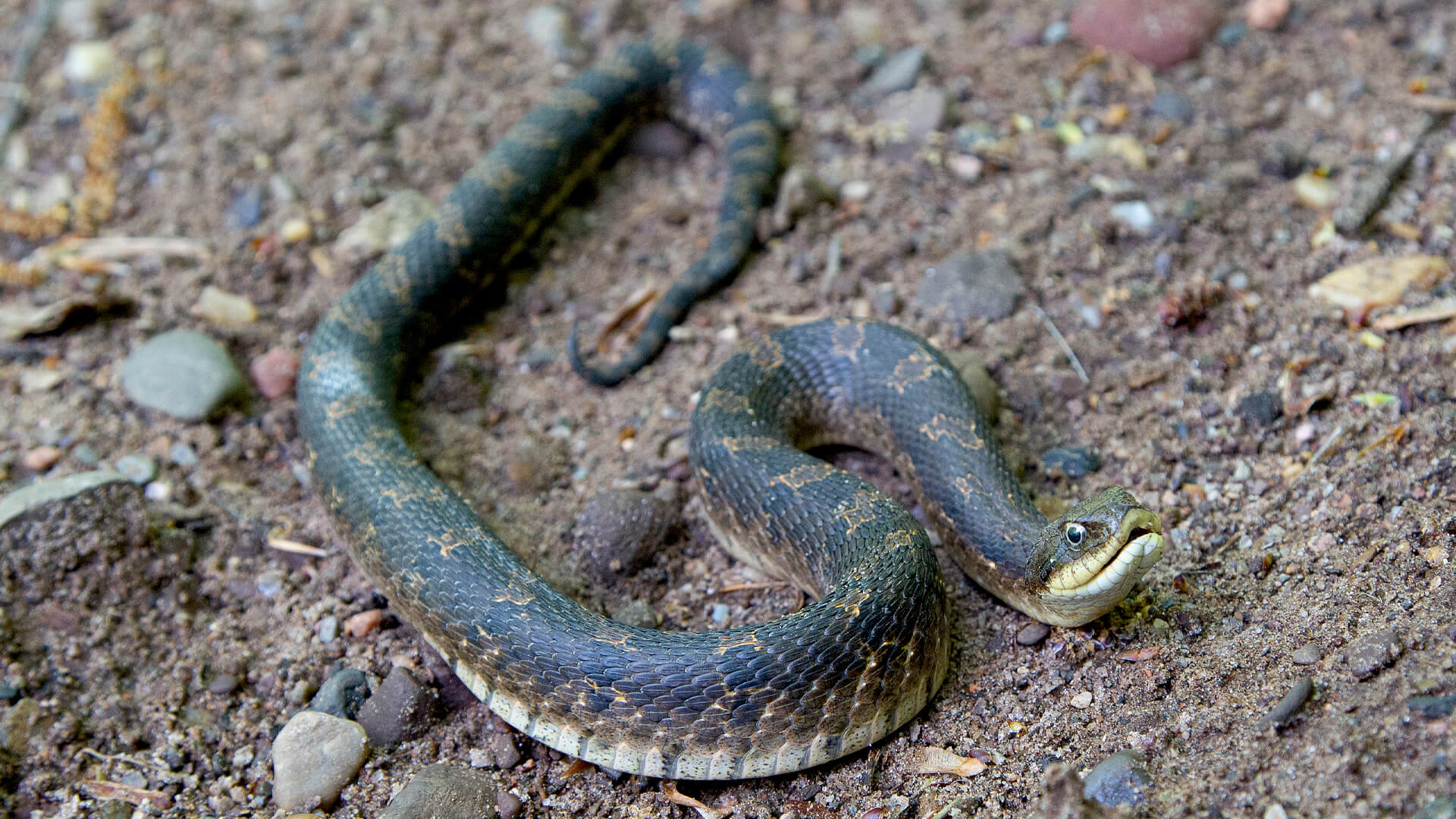 Eastern Hognose Snake