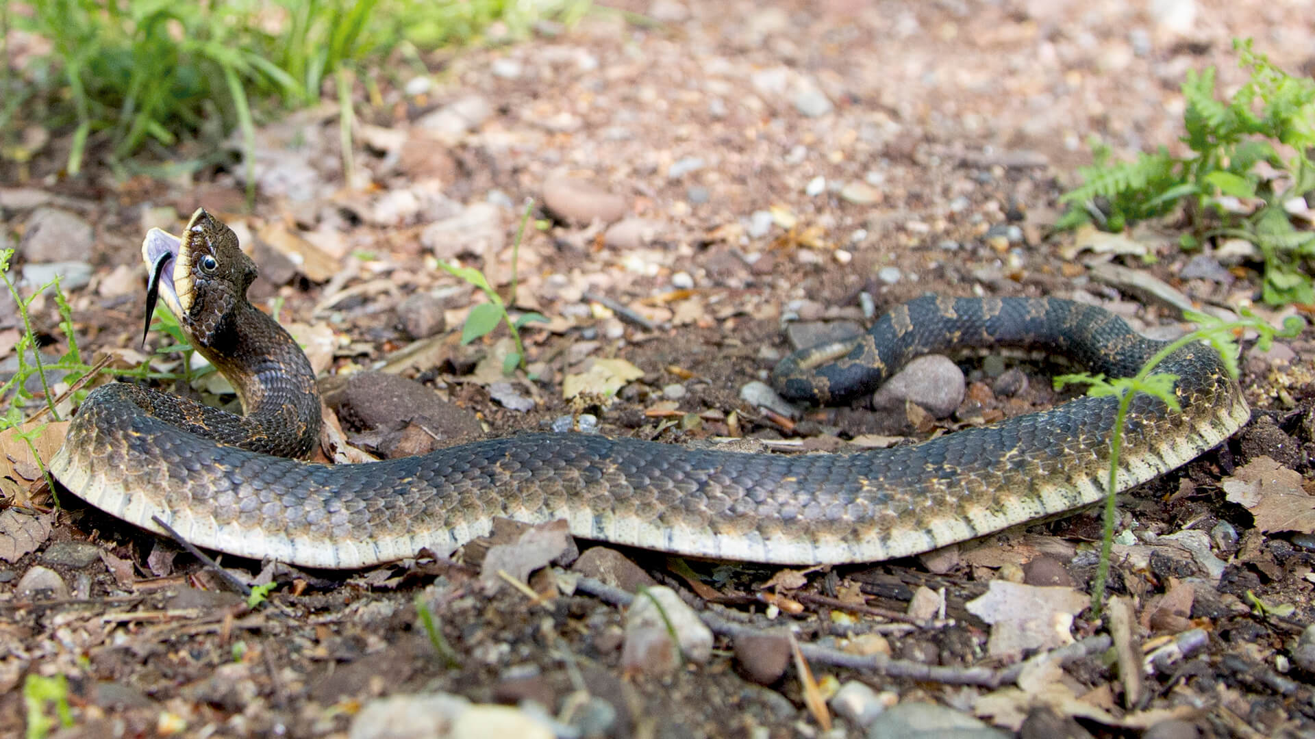 Eastern Hognose Snake