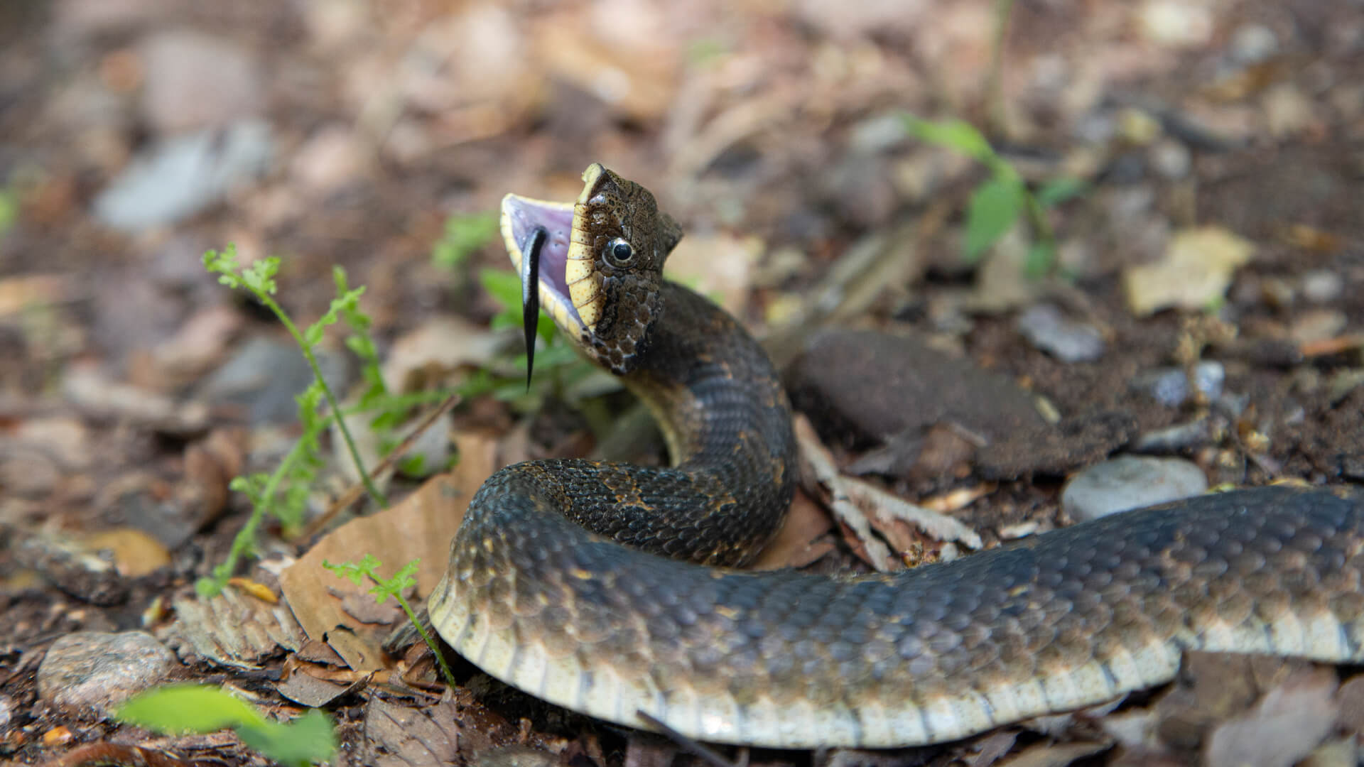 Eastern Hognose Snake