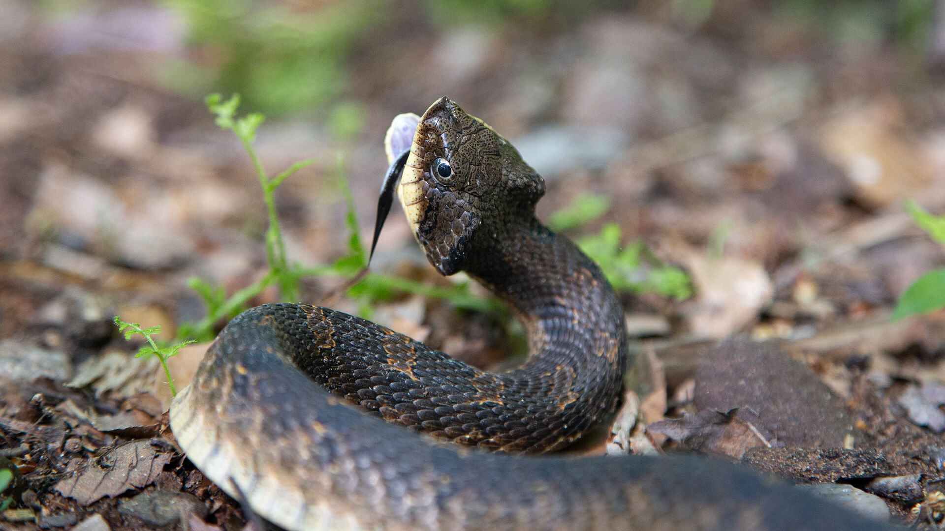 Eastern Hognose Snake