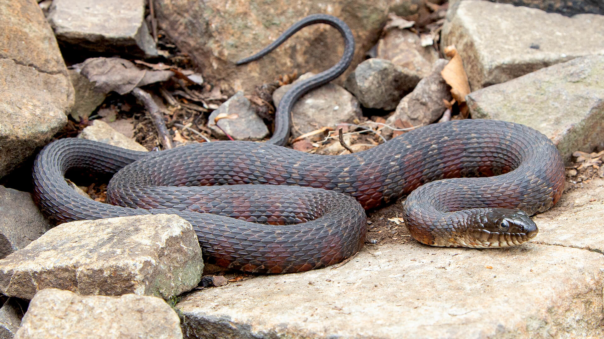 Northern Water Snake