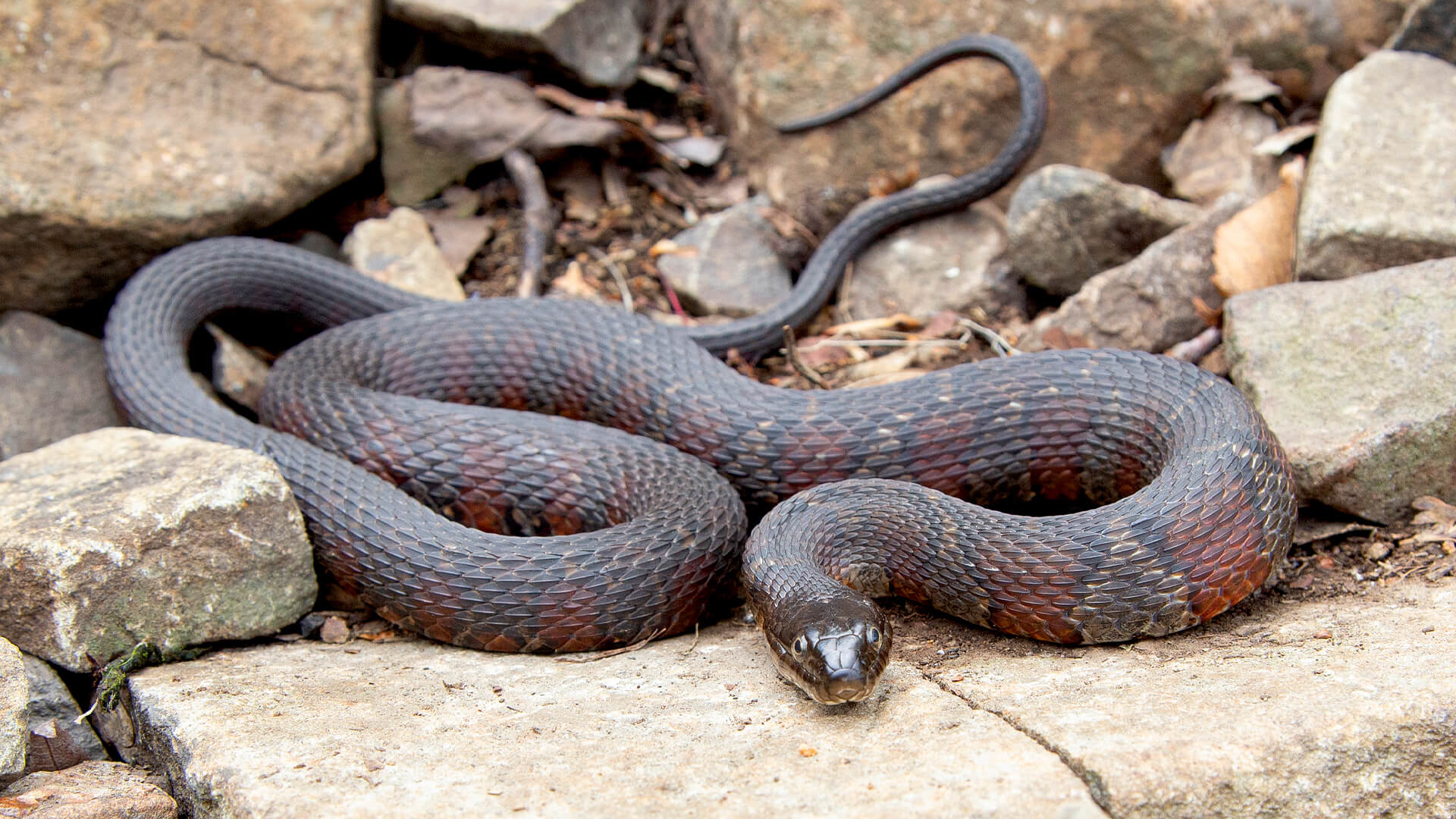 Northern Water Snake