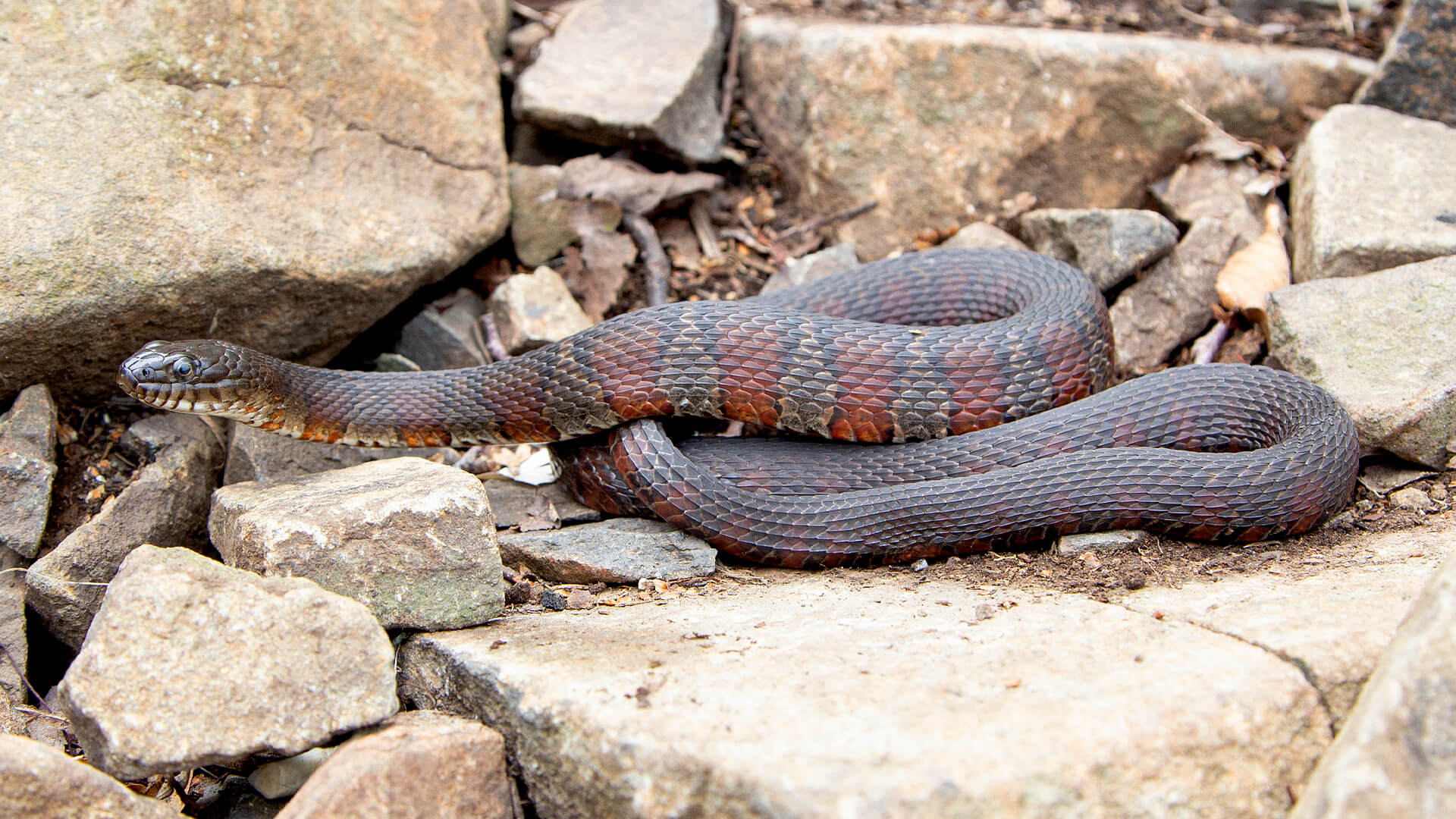 Northern Water Snake