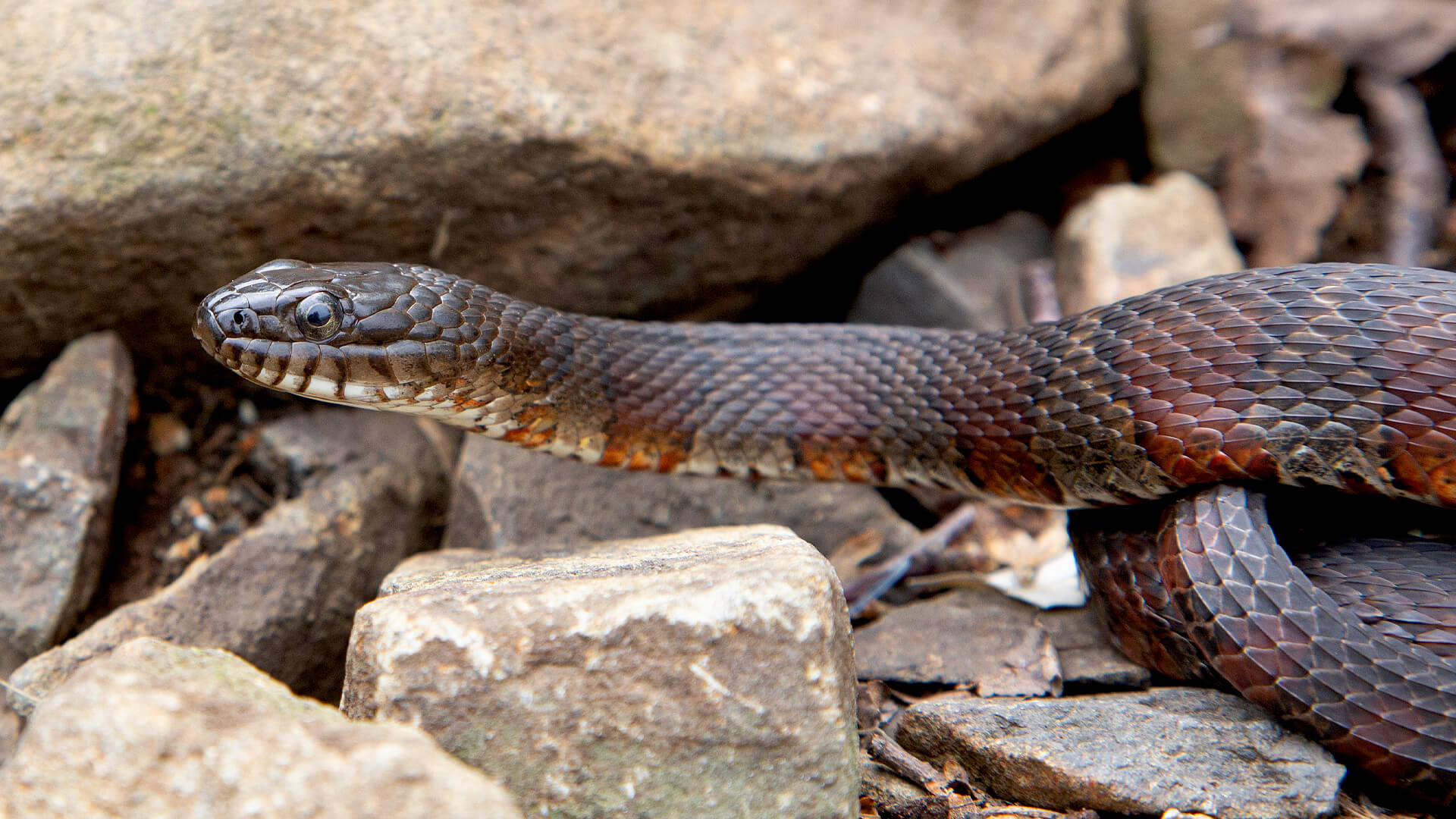 Northern Water Snake