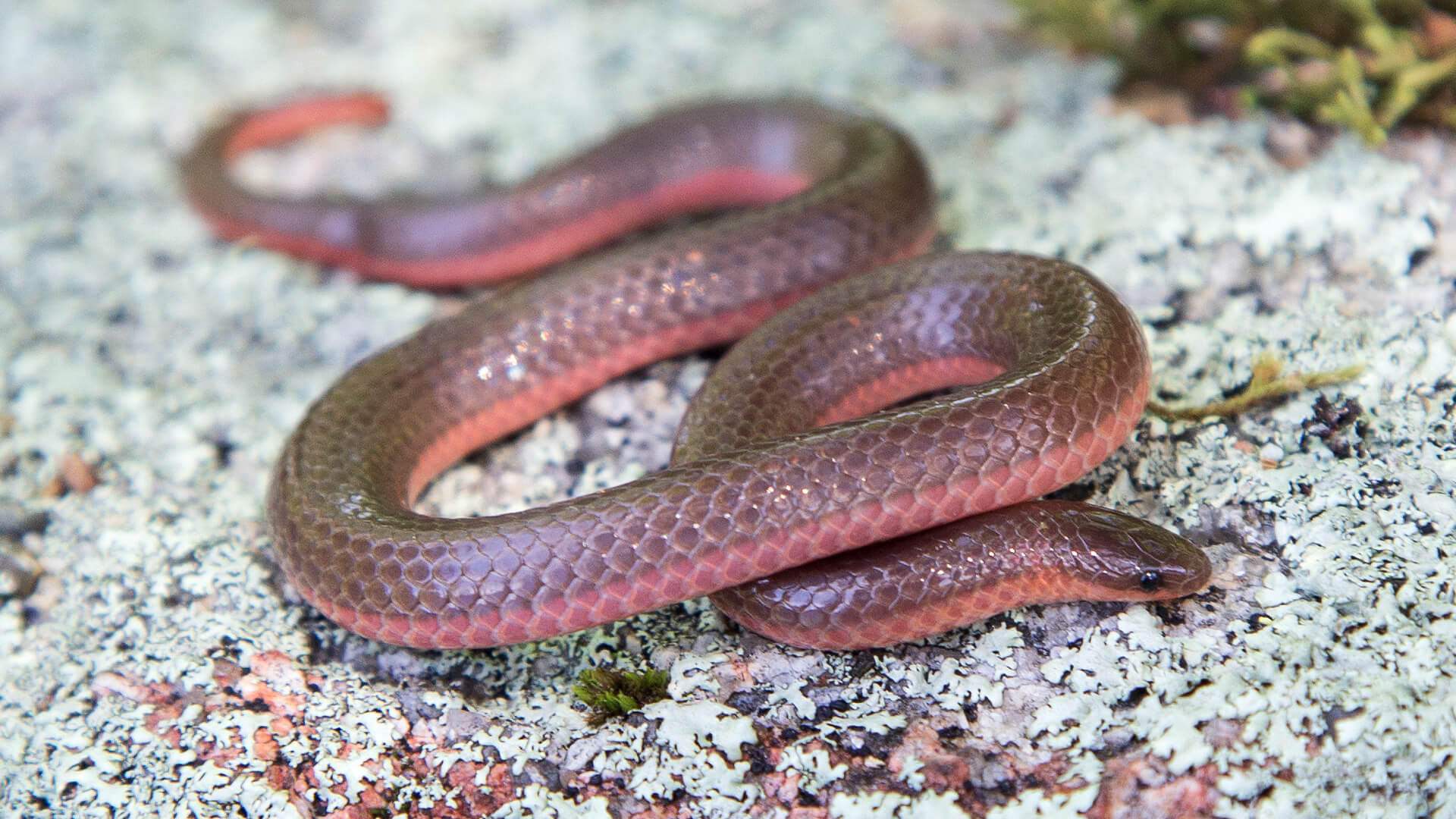 Eastern Worm Snake