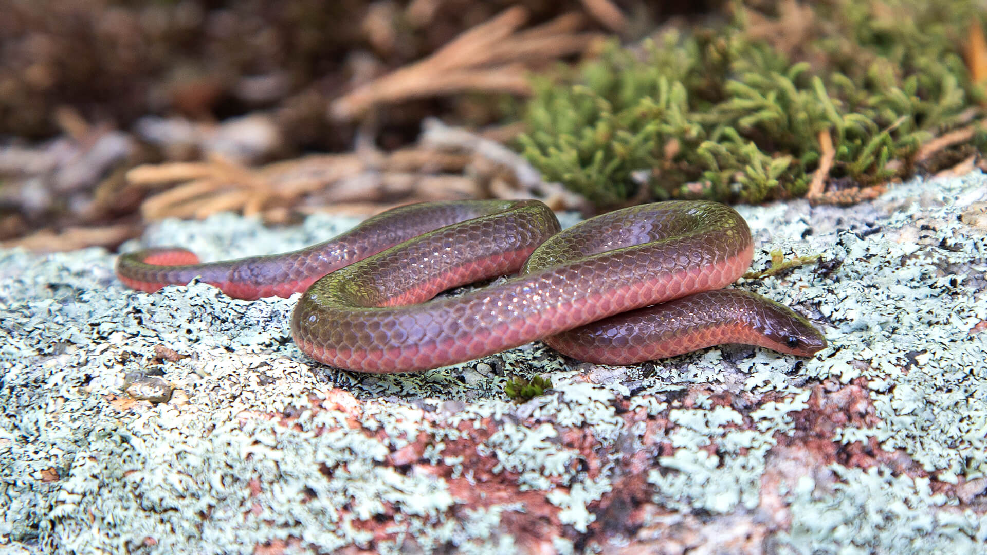 Eastern Worm Snake