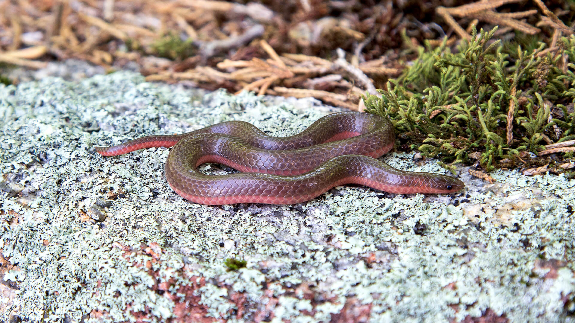 Eastern Worm Snake