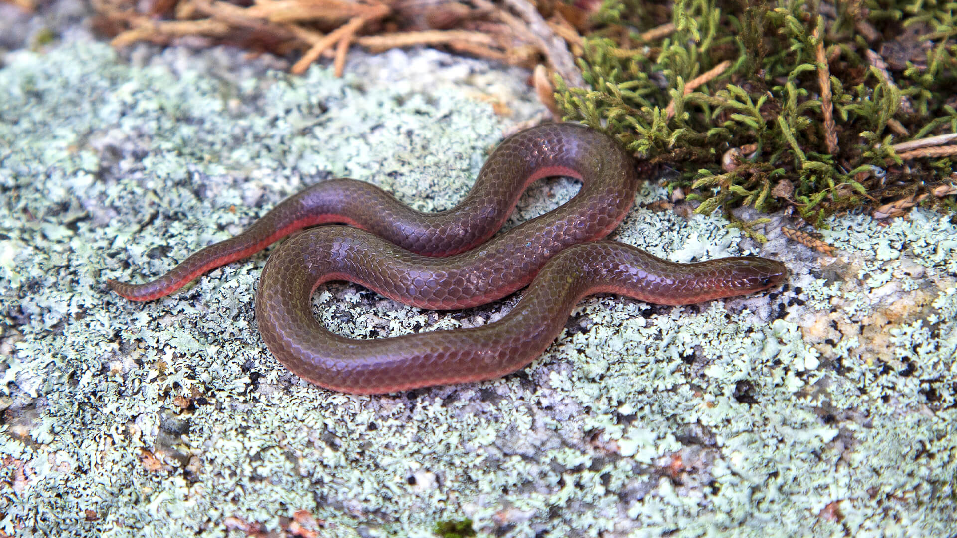 Eastern Worm Snake