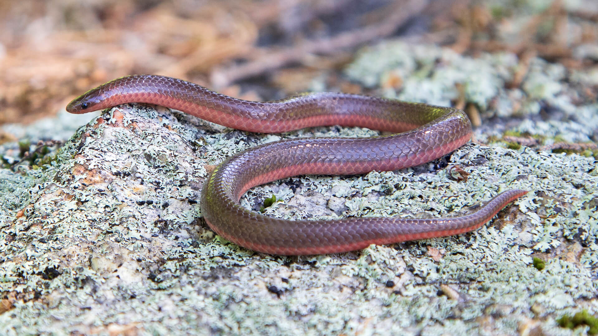 Eastern Worm Snake