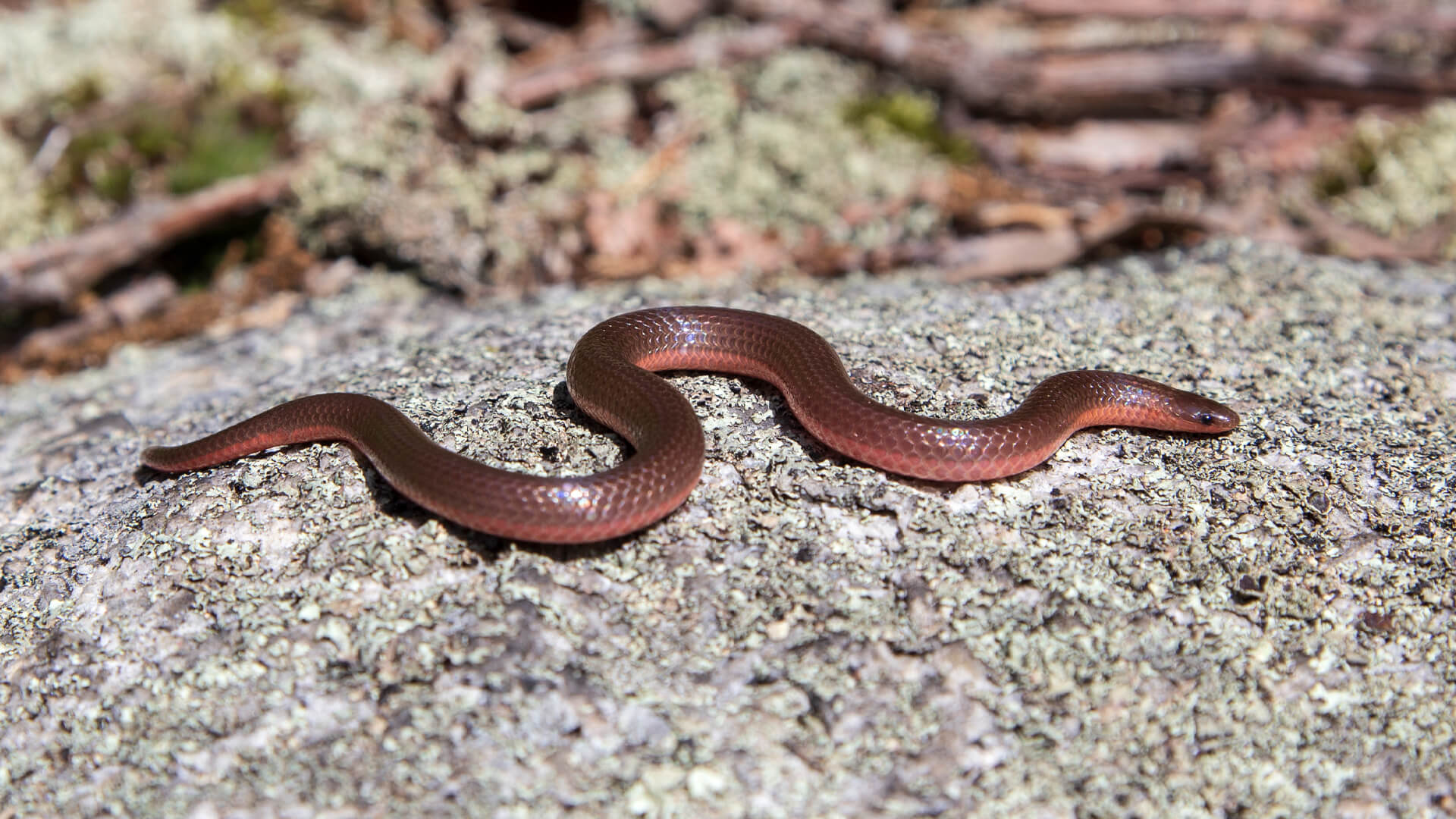 Eastern Worm Snake