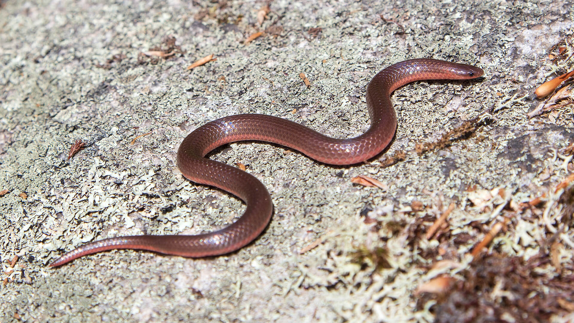 Eastern Worm Snake