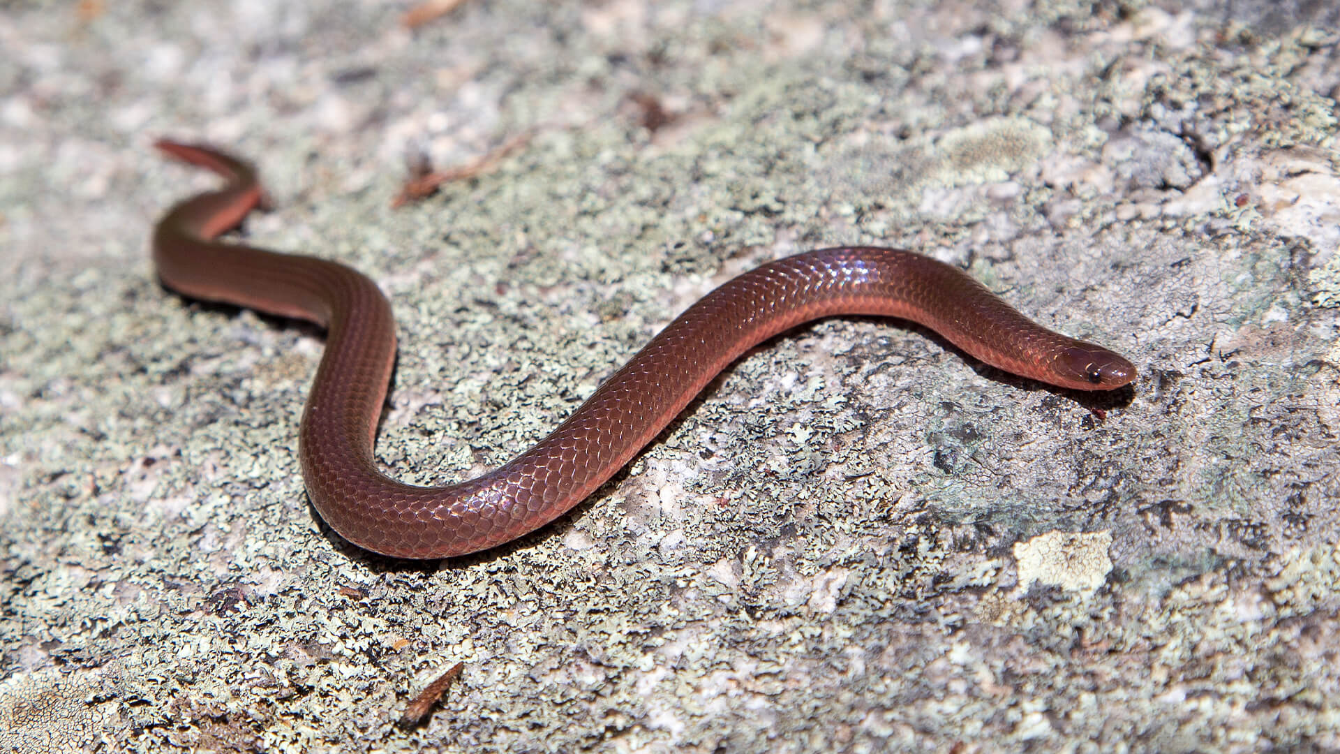 Eastern Worm Snake