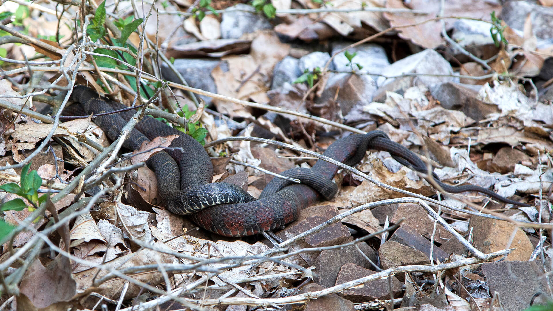Northern water snakes mating