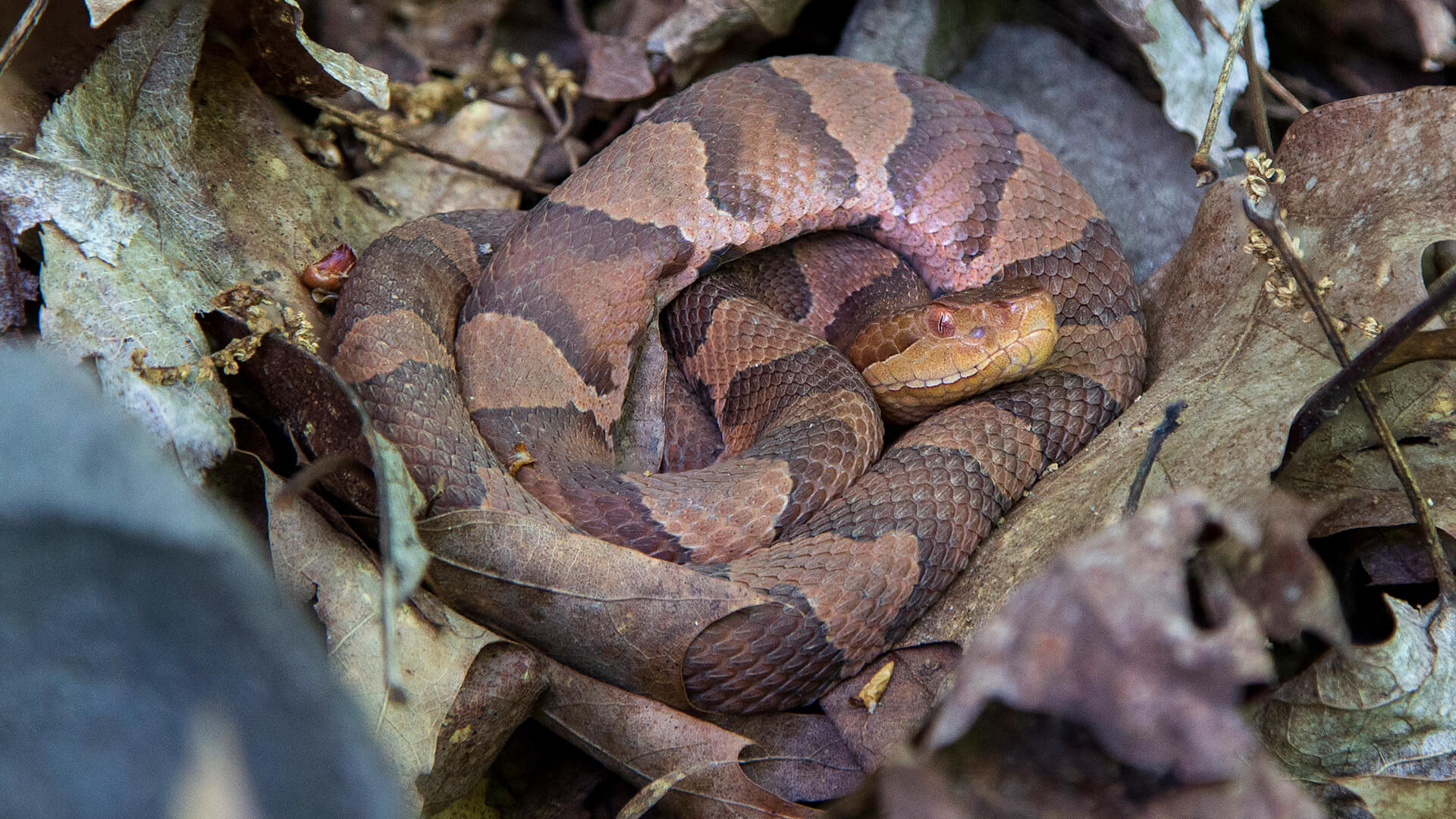 Eastern Copperhead 1
