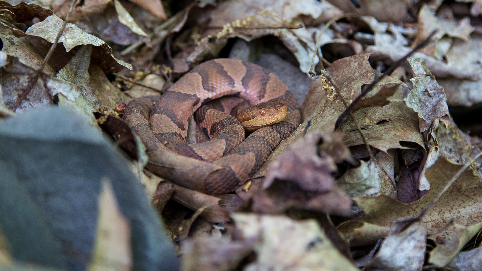 Eastern Copperhead 1