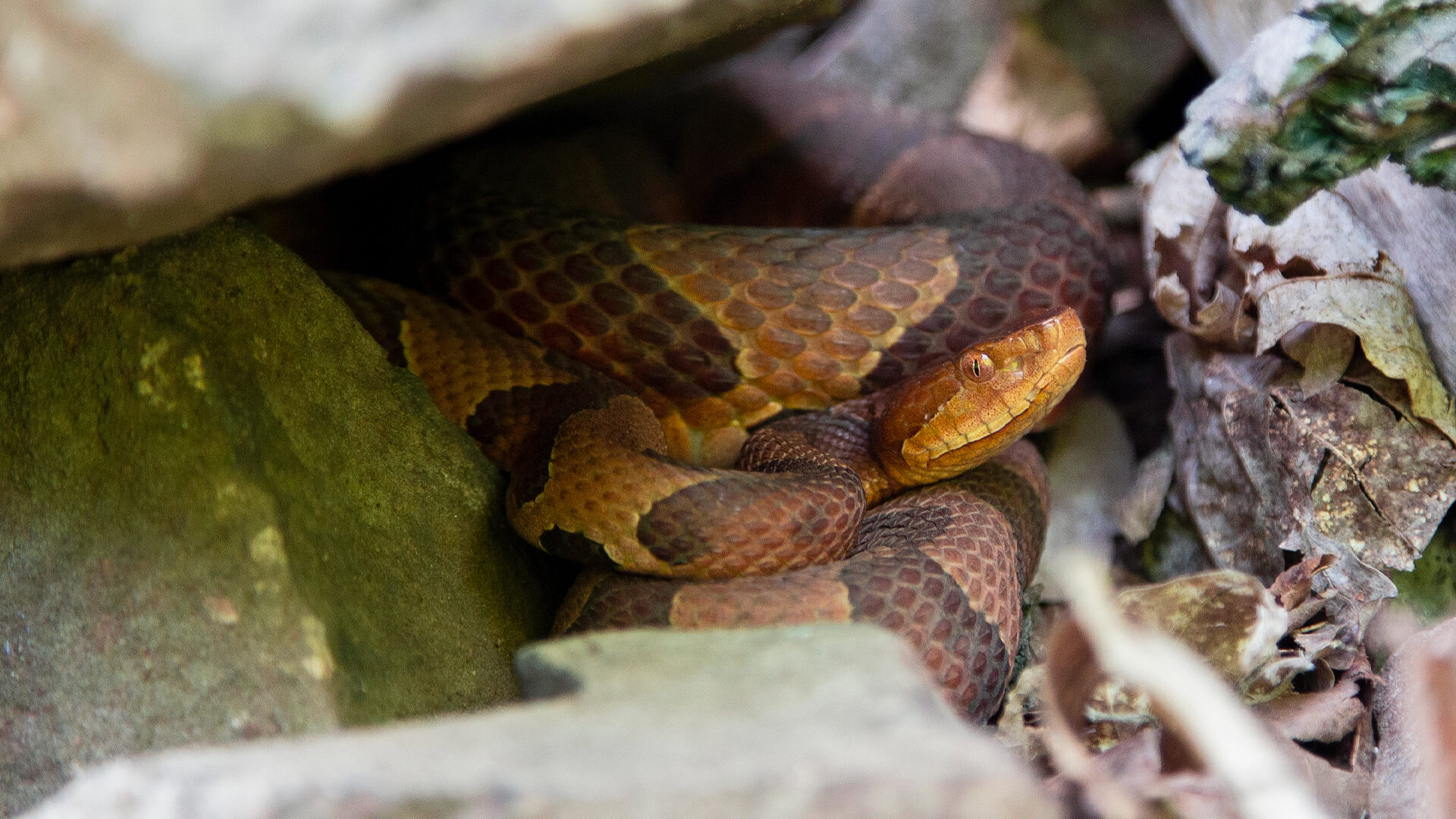 Eastern Copperhead 2