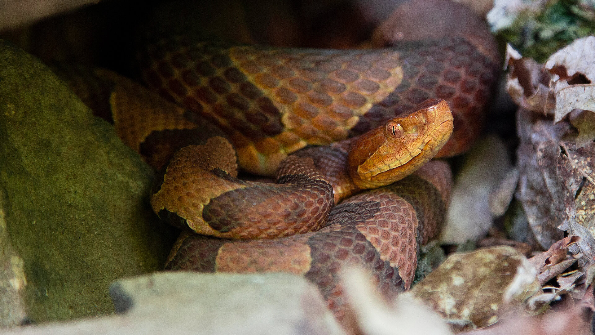 Eastern Copperhead 2