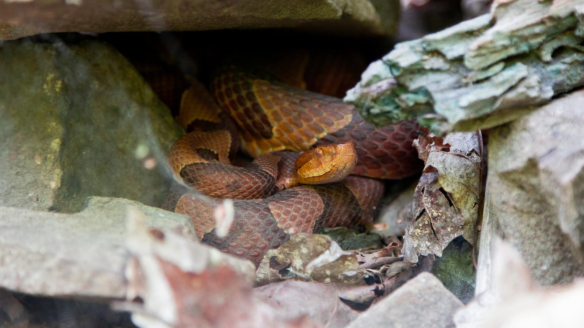 Eastern Copperhead 2