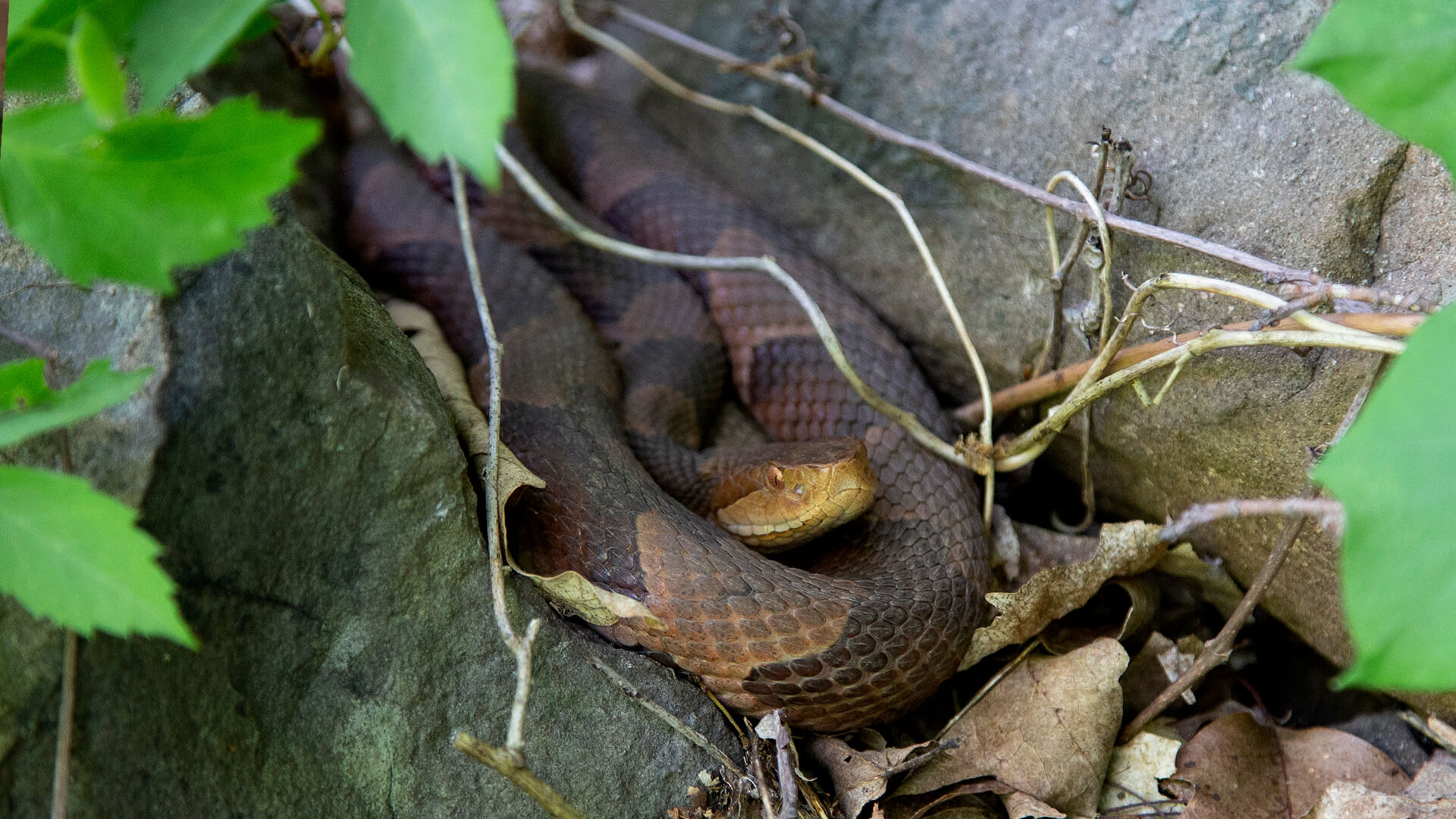Eastern Copperhead 3