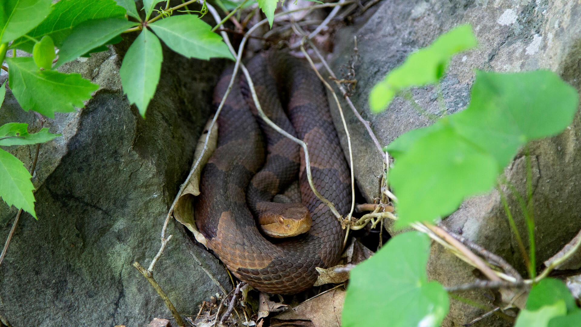 Eastern Copperhead 3