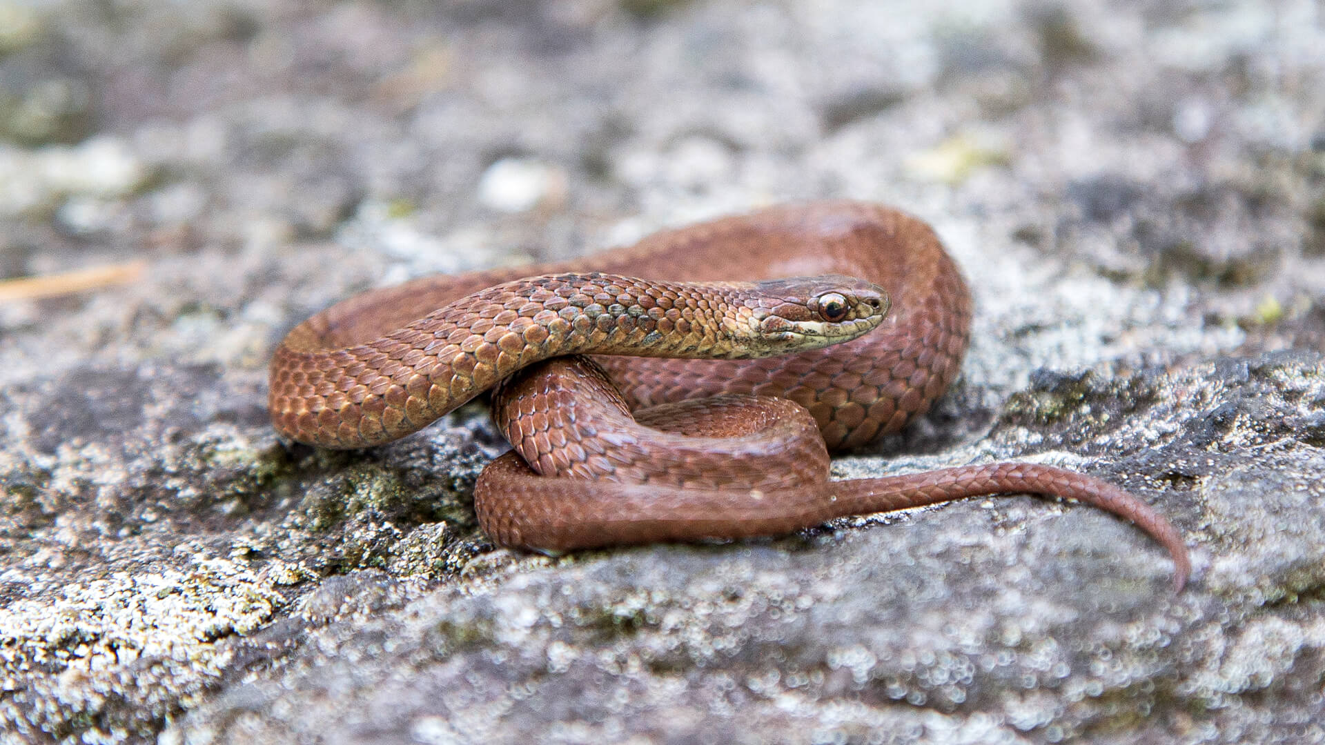 Northern Redbelly Snake
