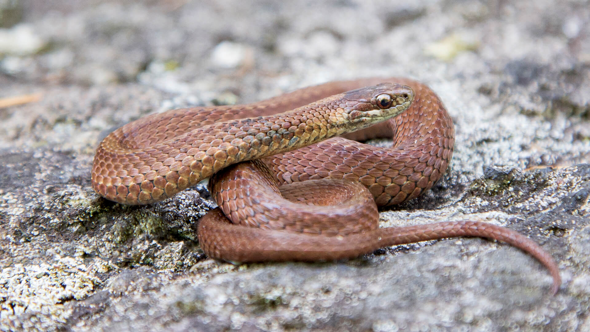 Northern Redbelly Snake