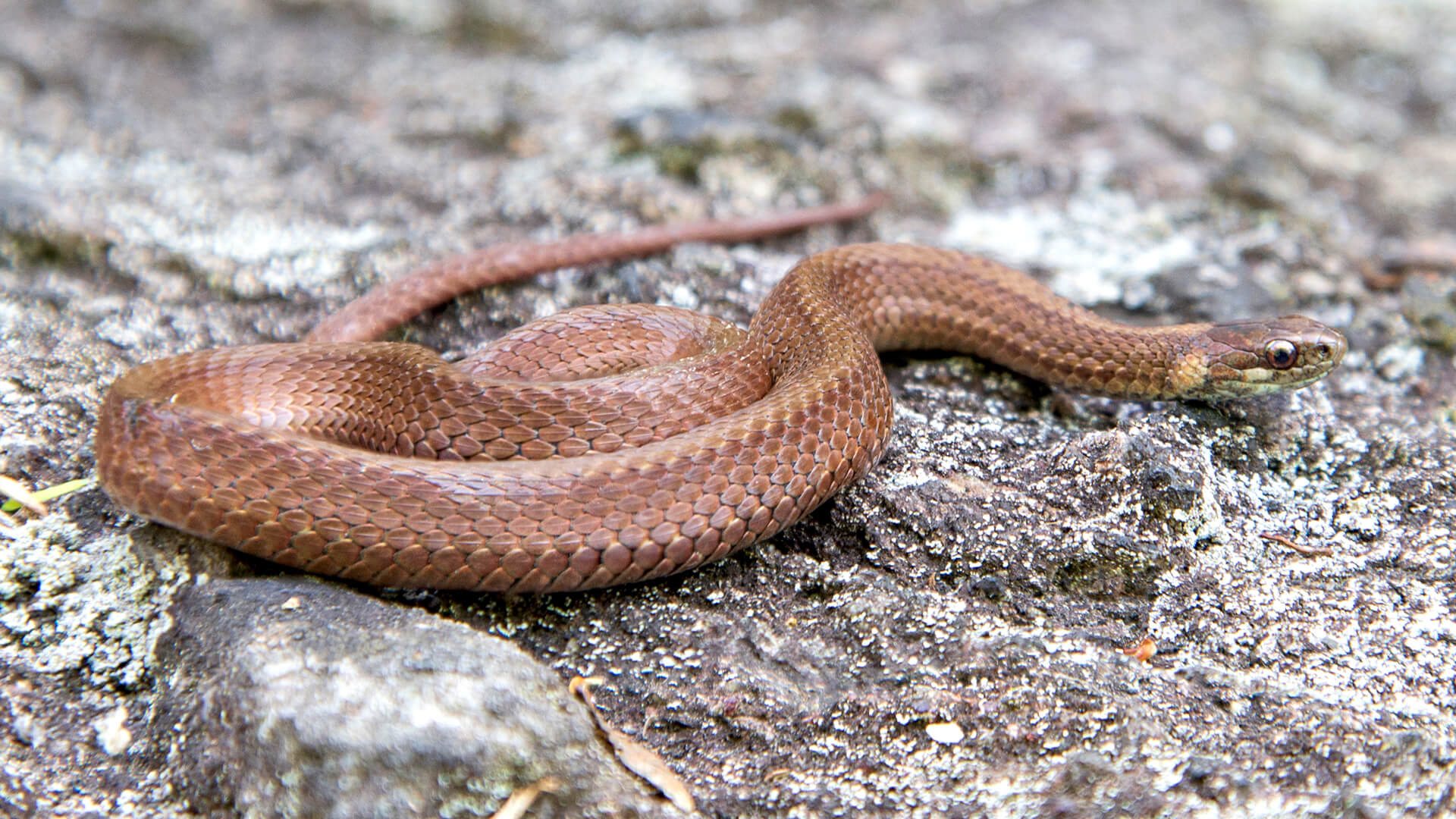 Northern Redbelly Snake
