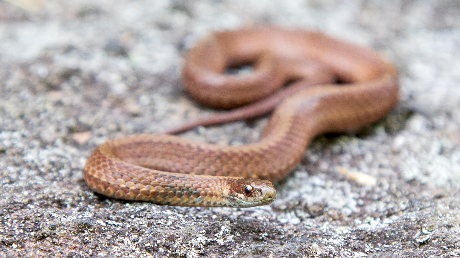 Northern Redbelly Snake