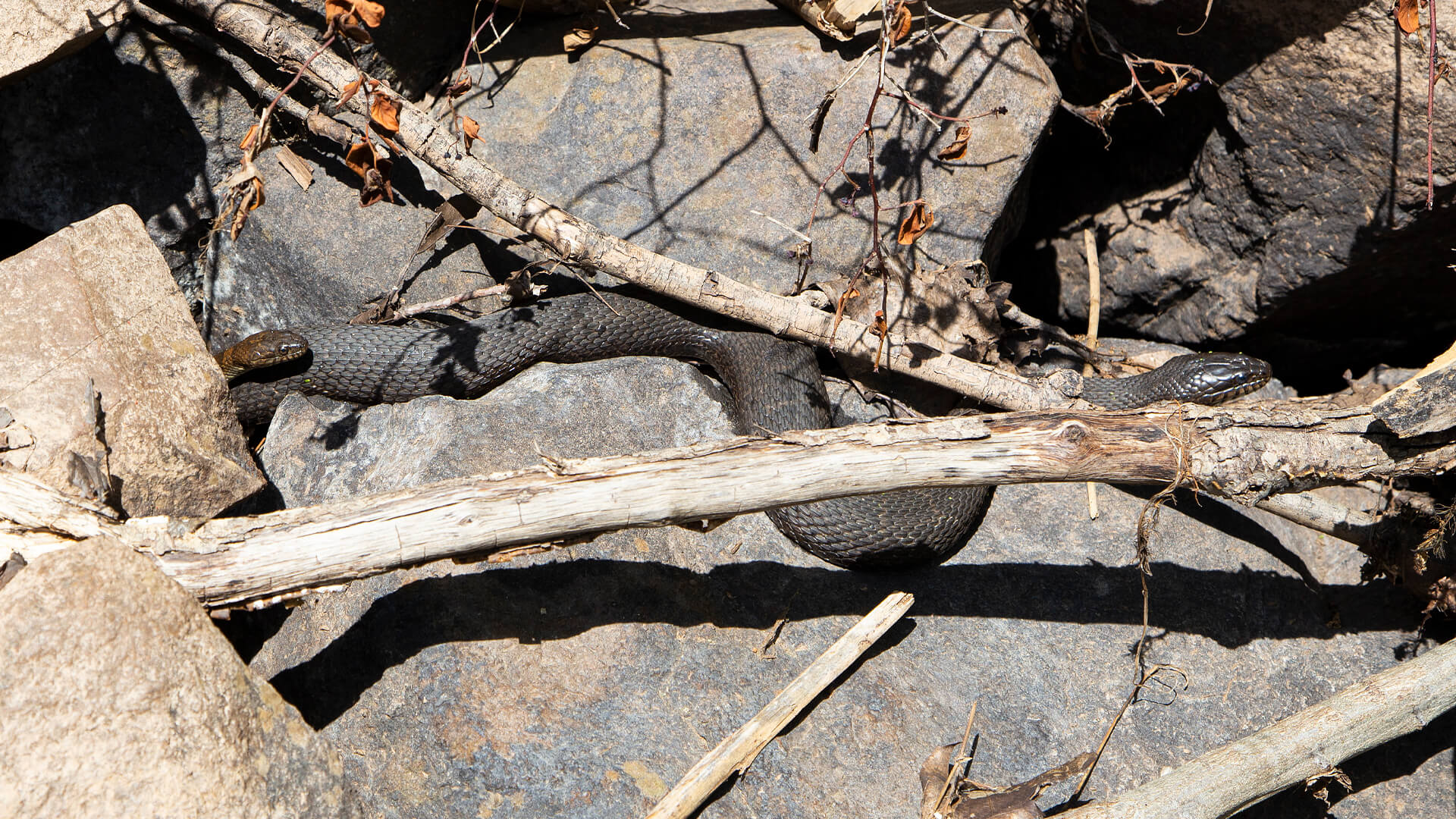Northern Water Snake