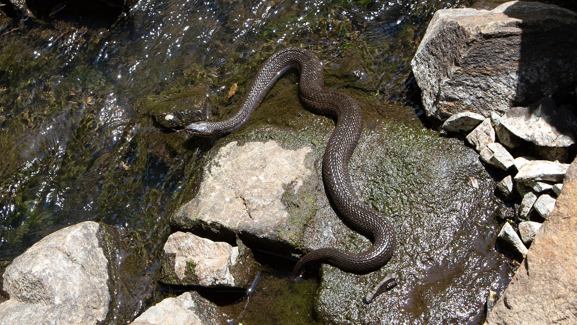 Northern Water Snake