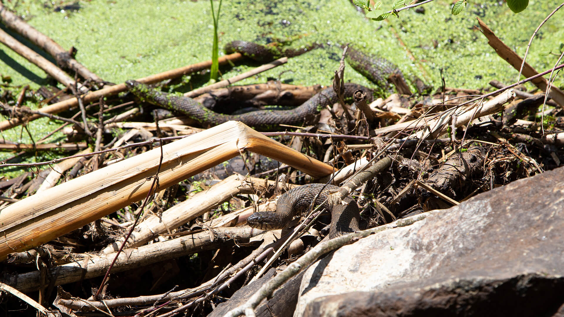 Northern Water Snake