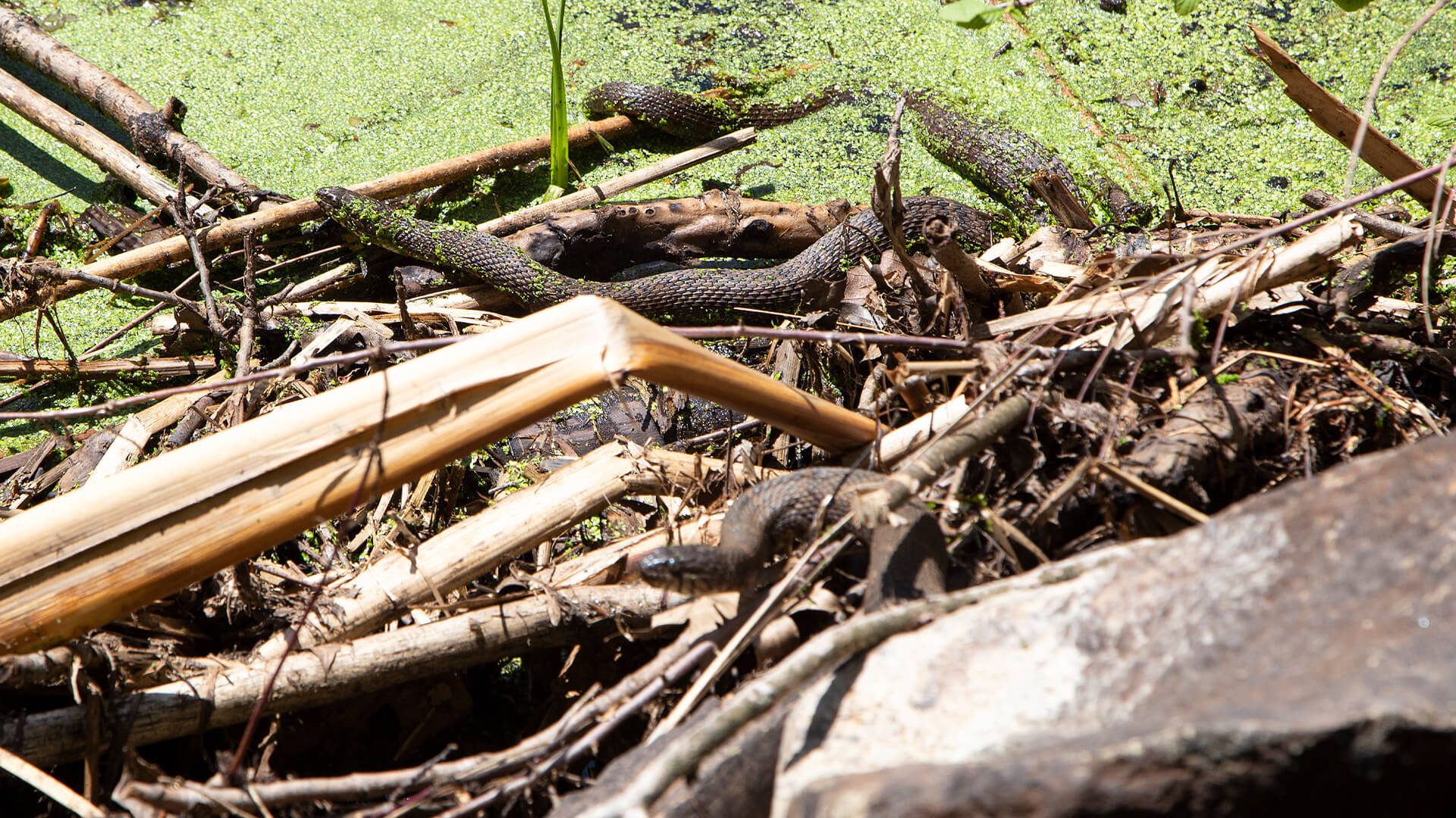 Northern Water Snake