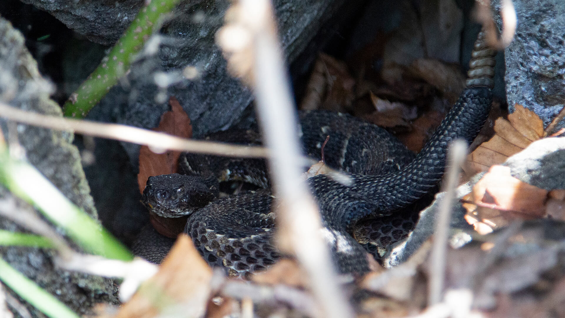 Timber Rattlesnake 1