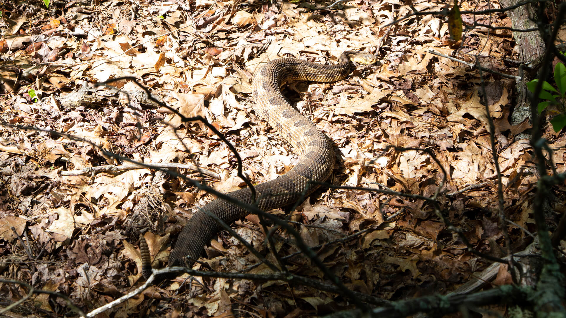 Timber Rattlesnake 2