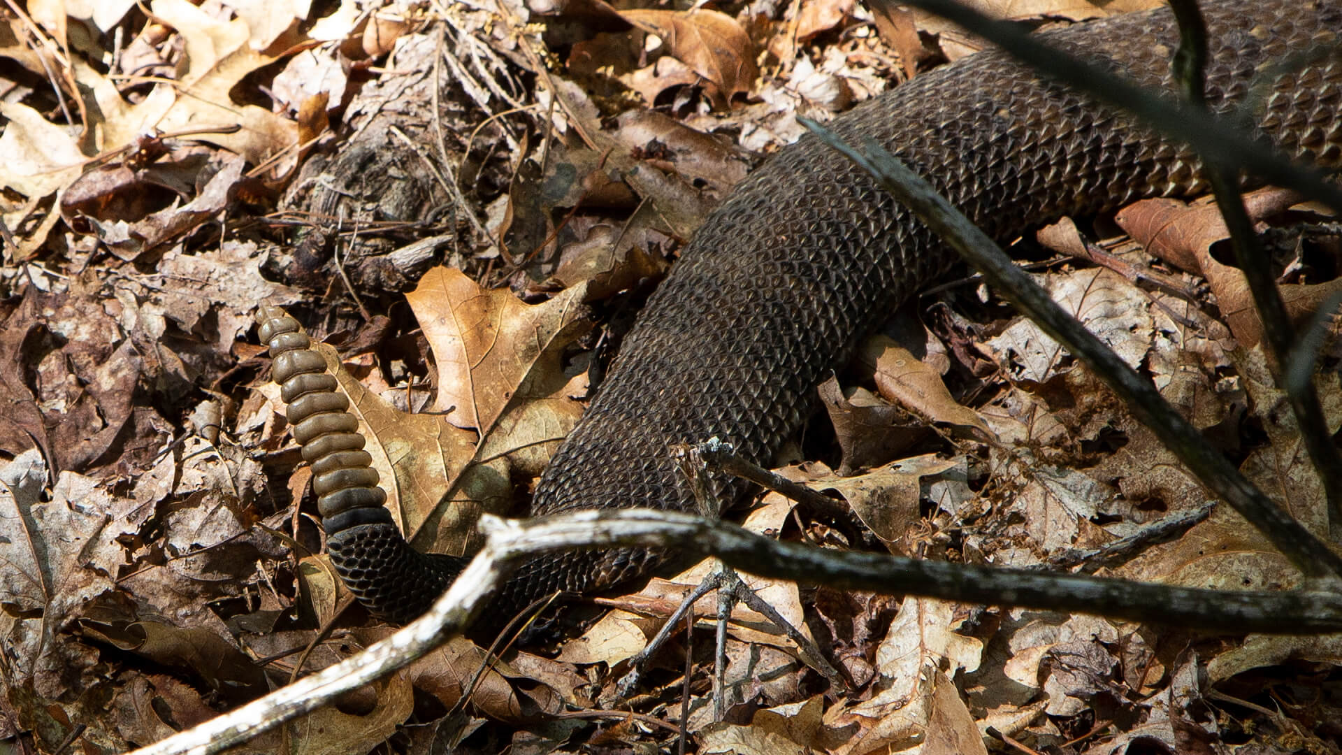 Timber Rattlesnake 3