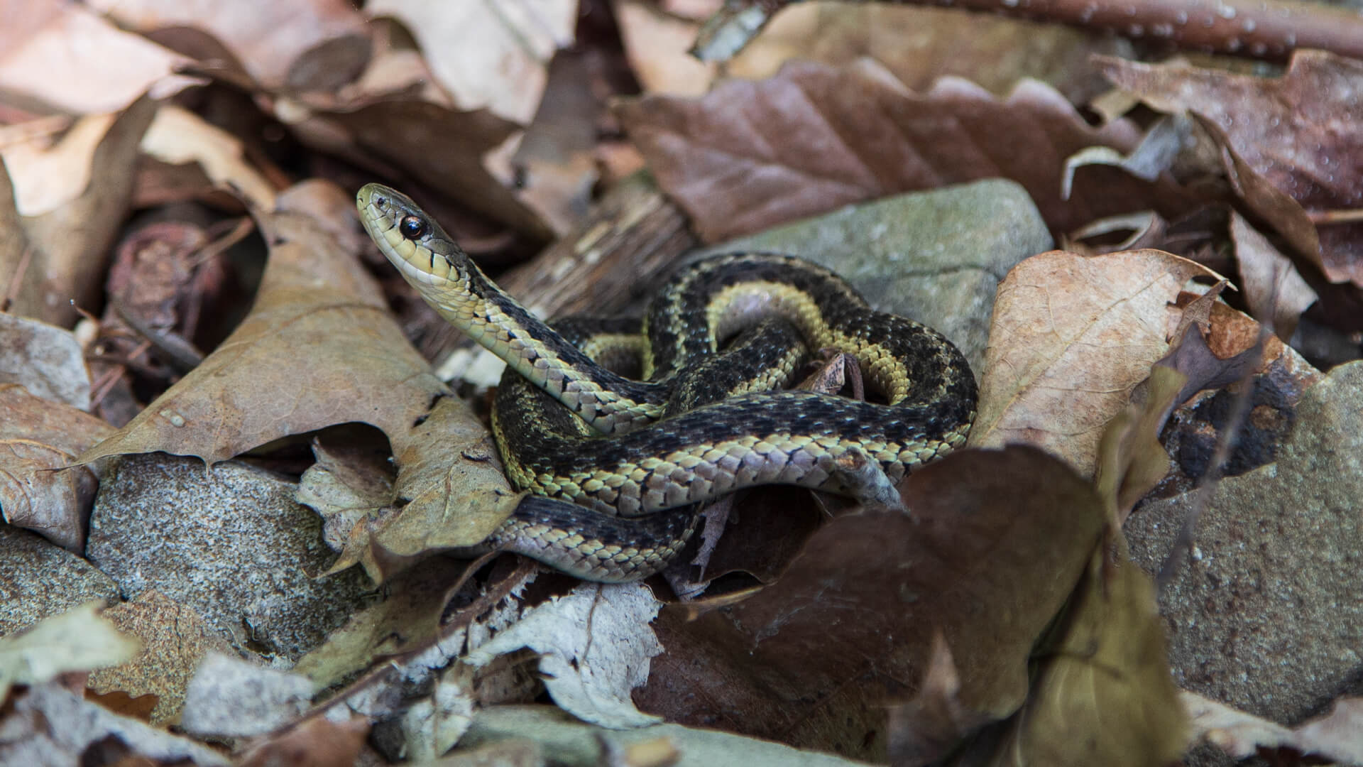 Eastern Garter Snake