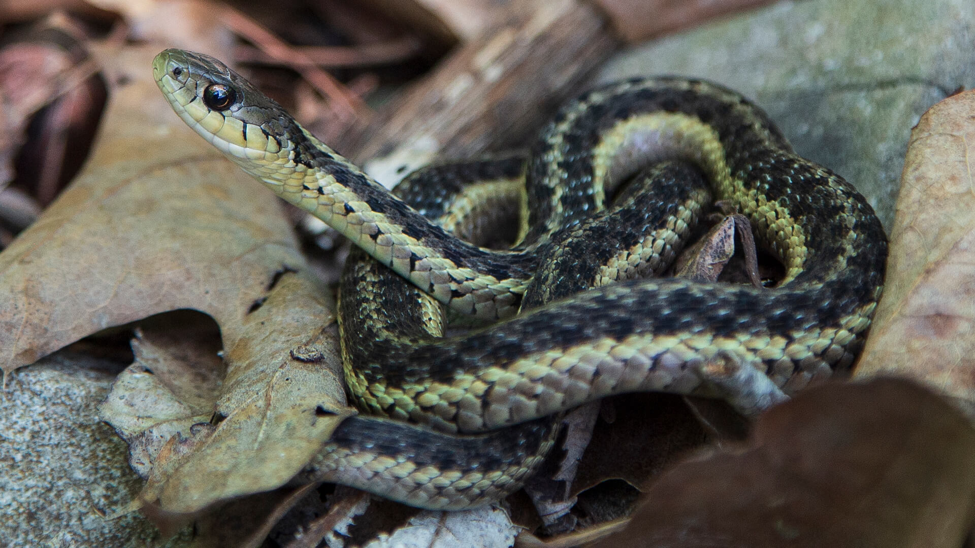 Eastern Garter Snake
