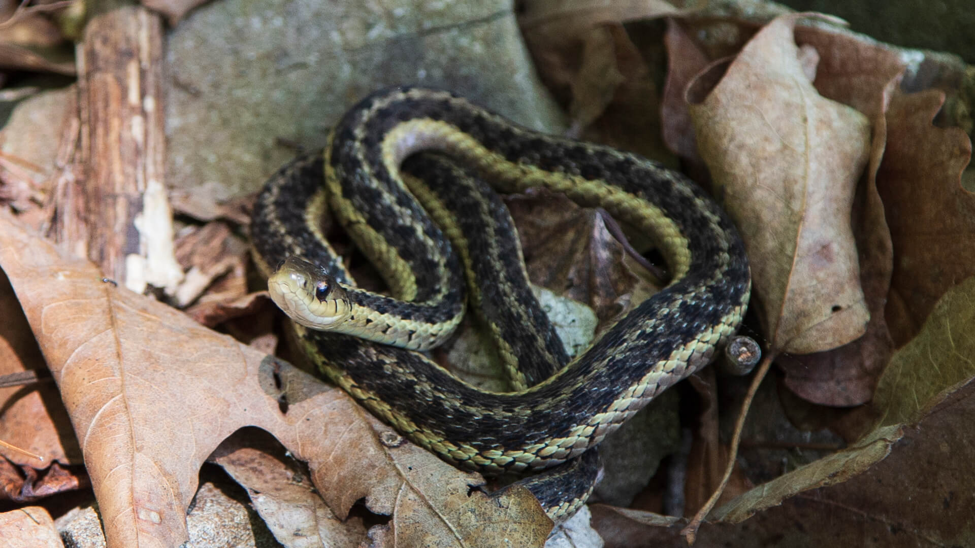 Eastern Garter Snake