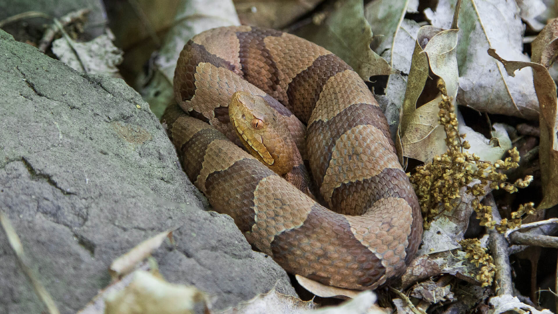Eastern Copperhead 2