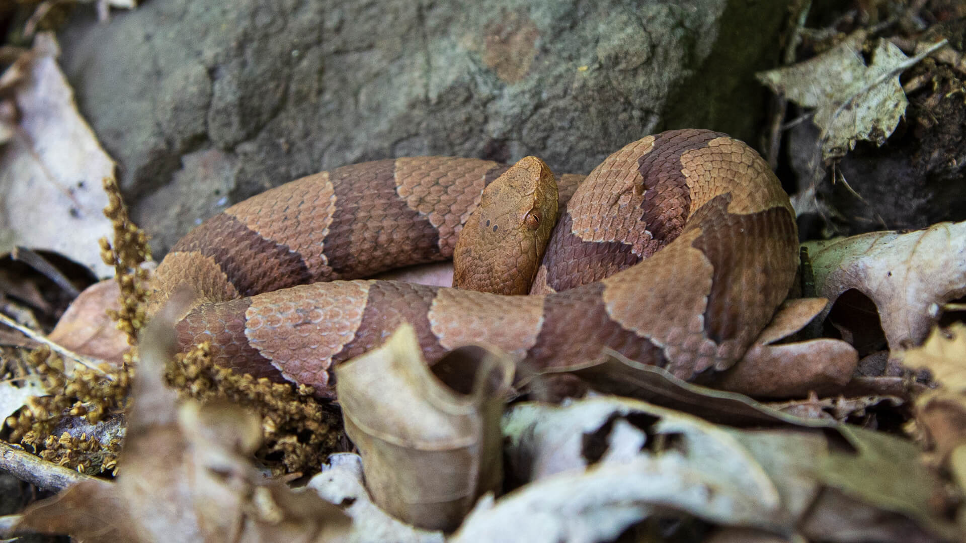Eastern Copperhead 2
