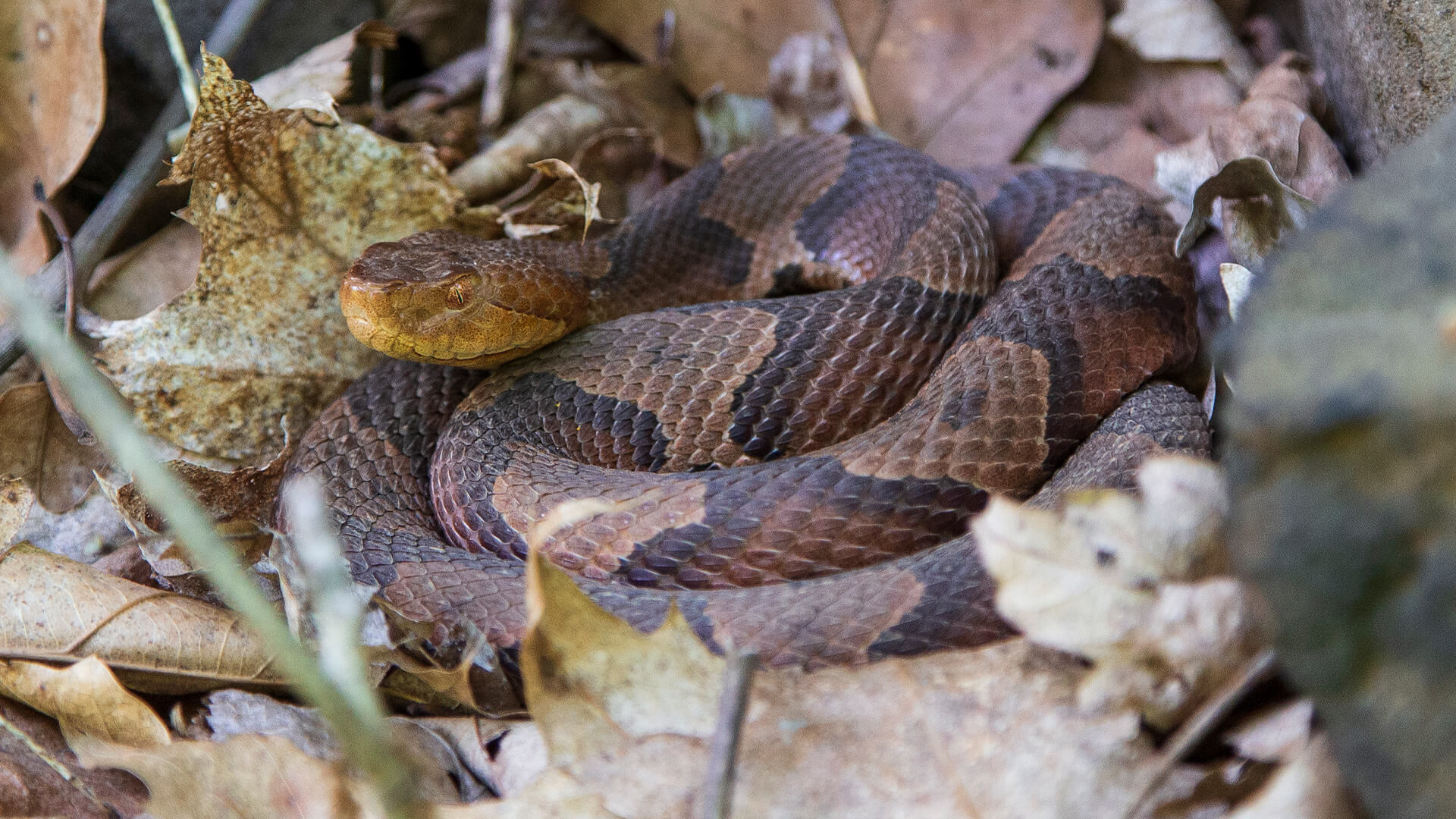 Eastern Copperhead 3