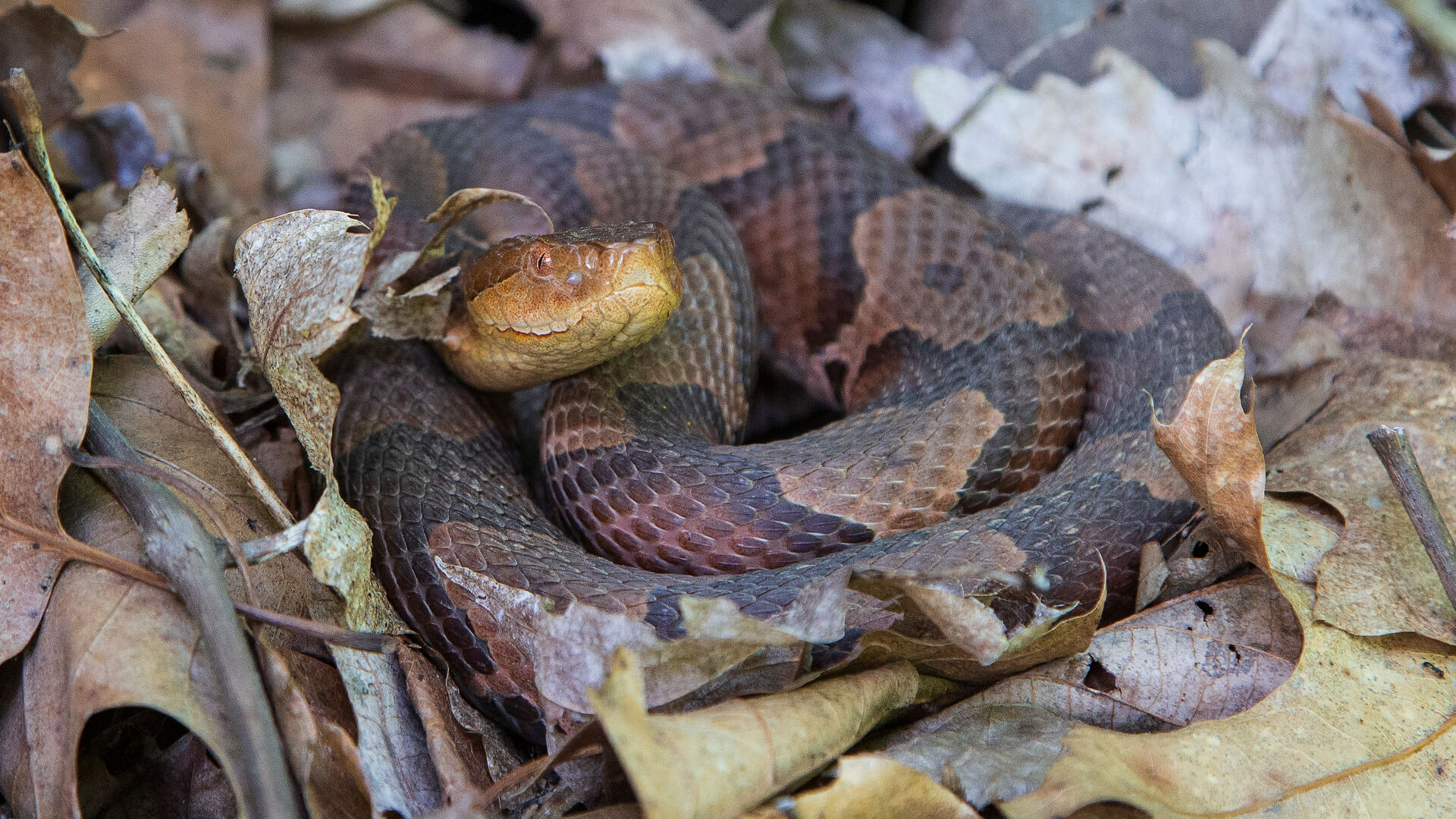 Eastern Copperhead 3