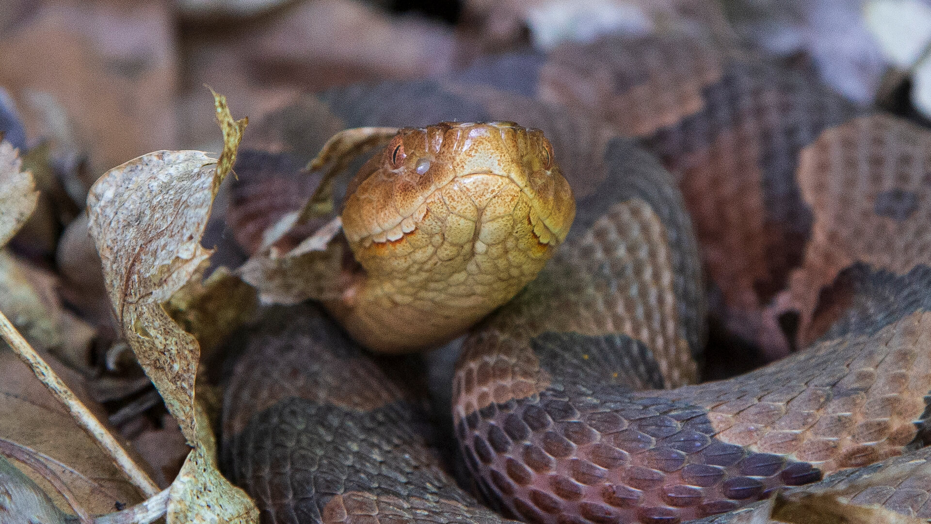 Eastern Copperhead 3