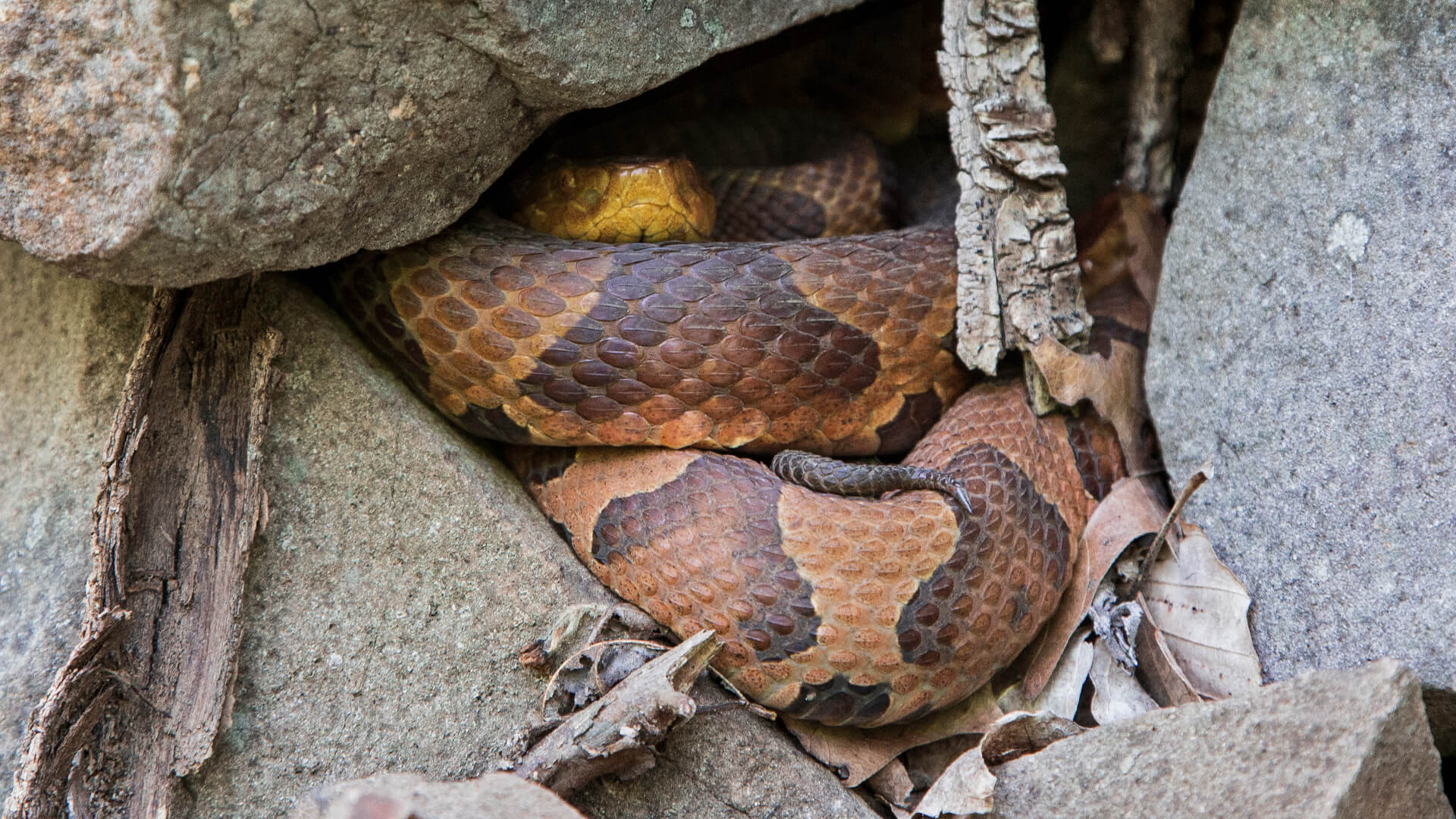Eastern Copperhead 4