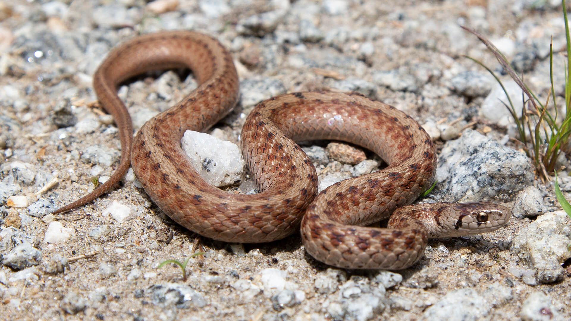 Northern Brown Snake