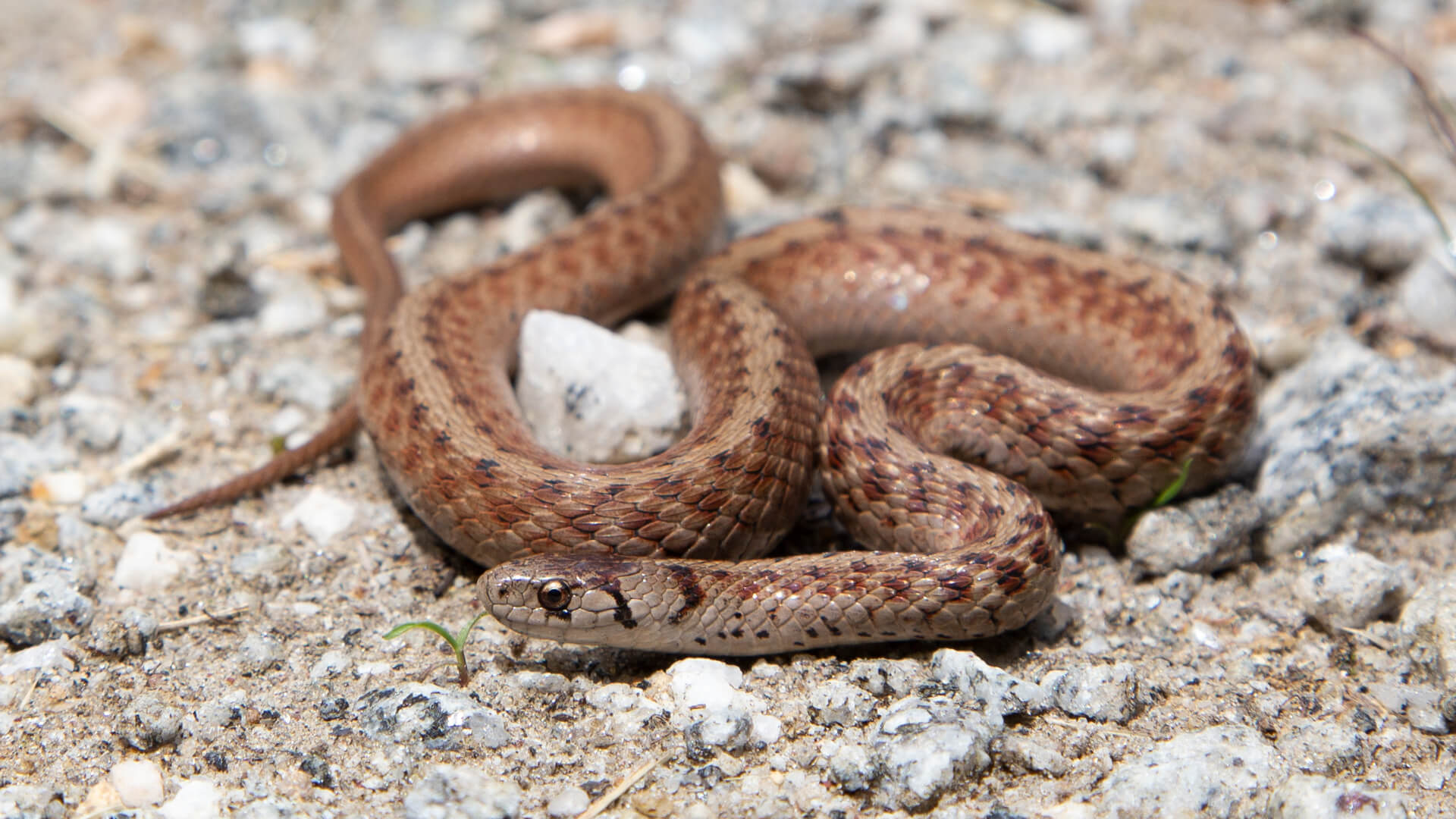 Northern Brown Snake